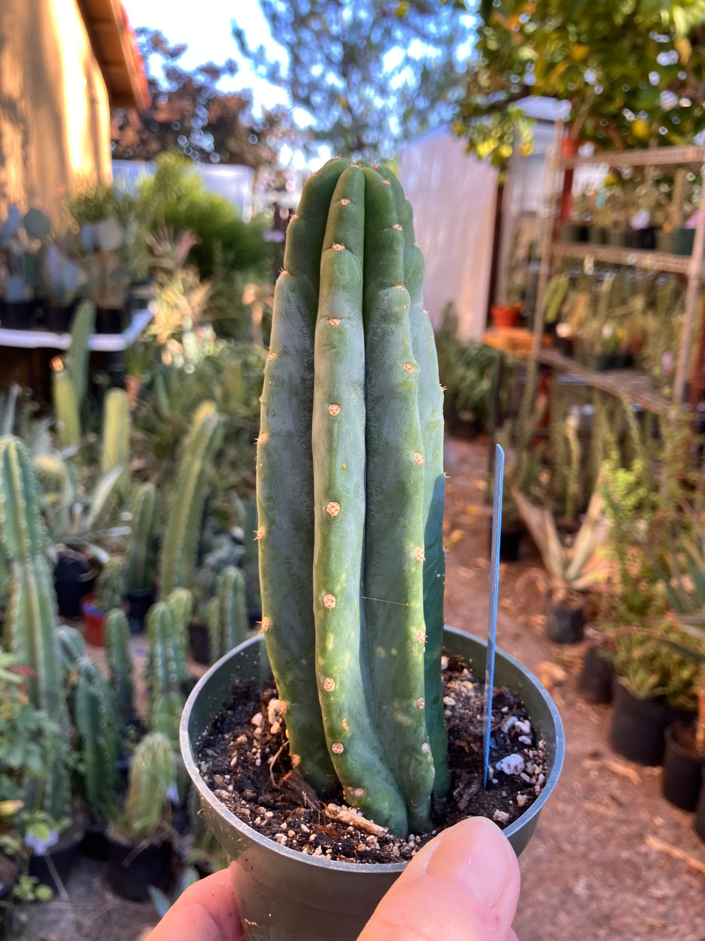 San Pedro Cactus - Trichocereus pachanoi 6"Tall #20B