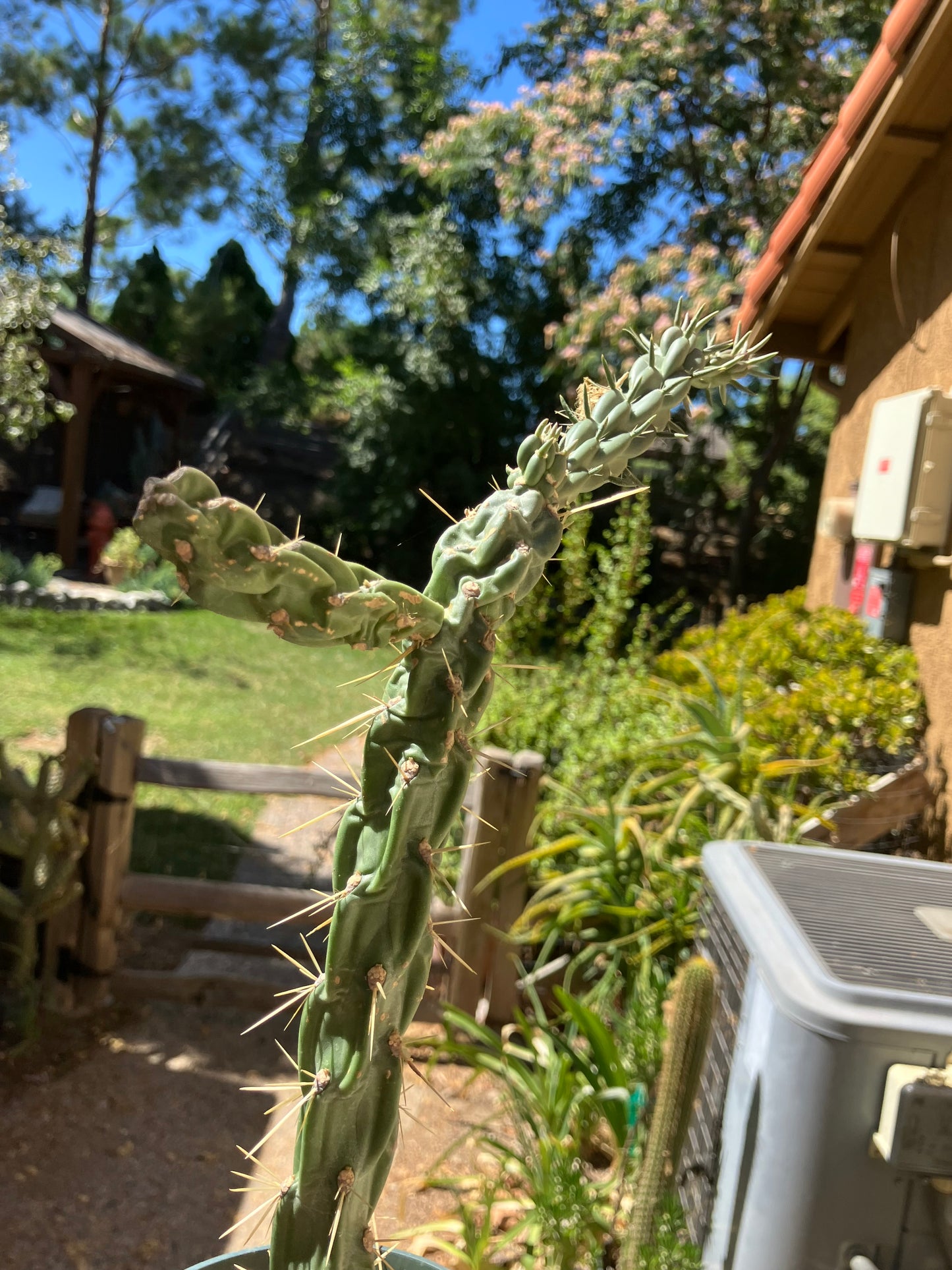 Cholla Cylindropuntia  Buckhorn  Cactus 10”Tall #47Y