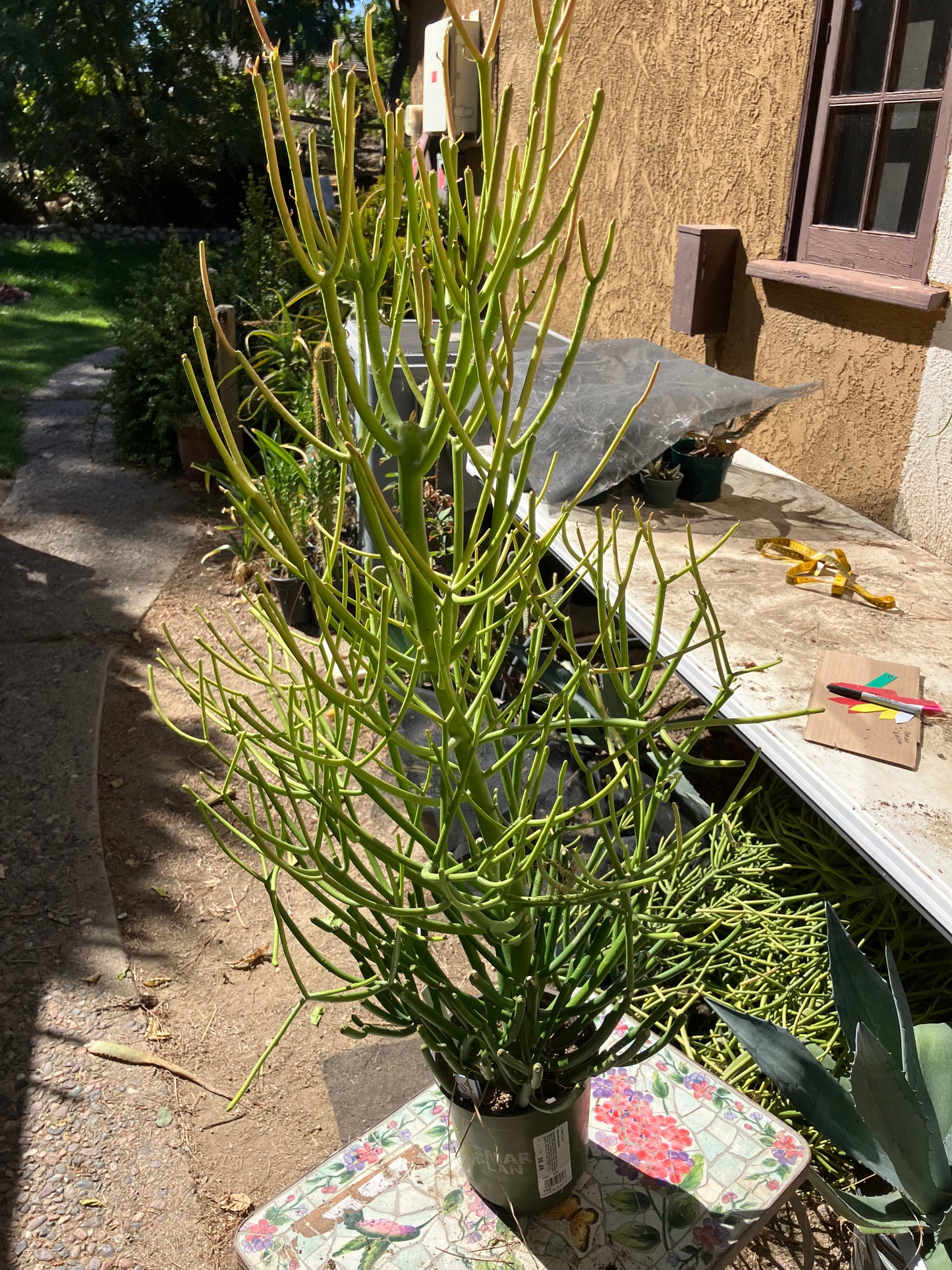 Euphorbia tirucalli Pencil Cactus/Succulent 37"Tall 19"Wide #19W