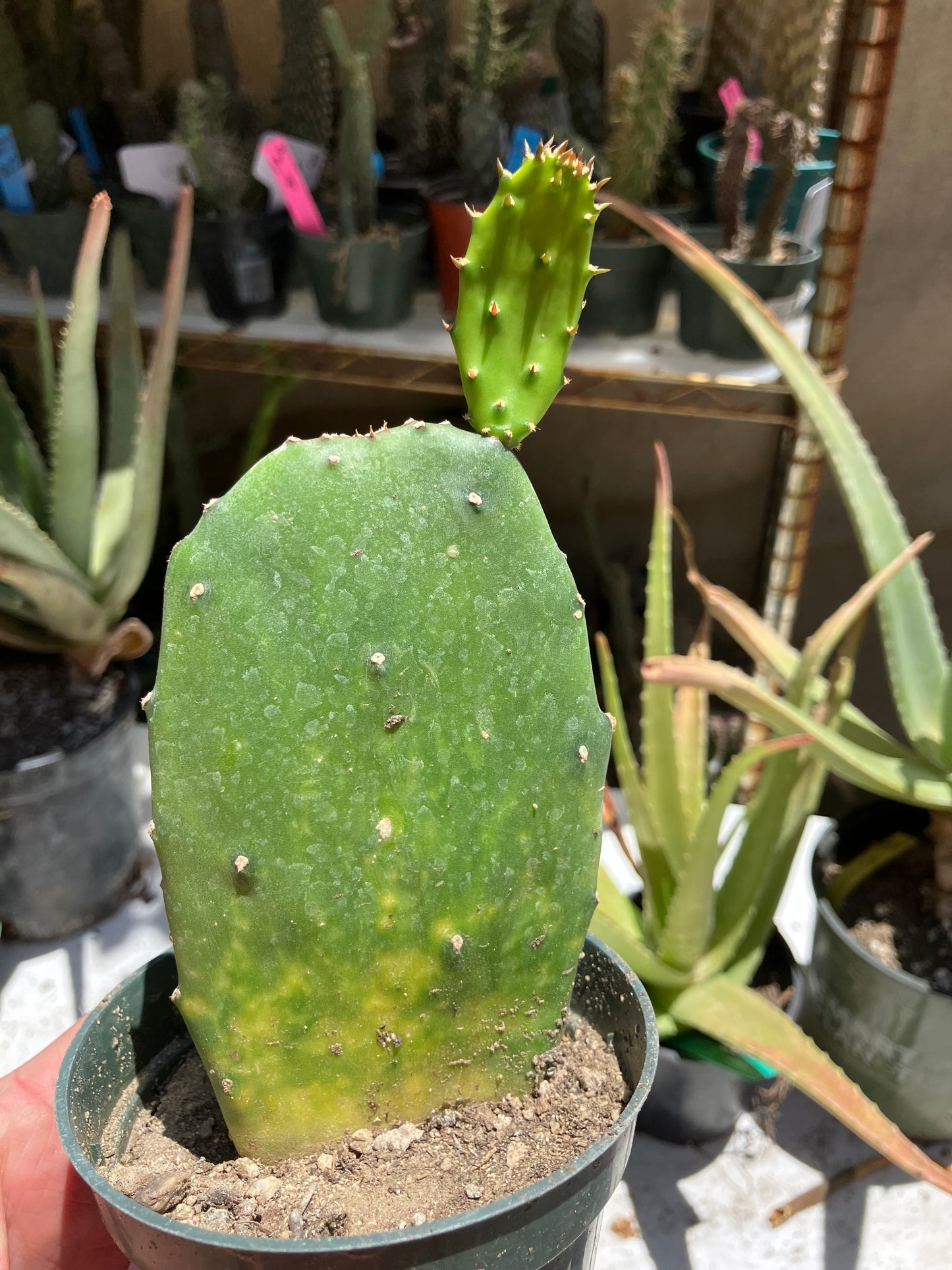 Opuntia Emerald wave Cactus 8”Tall  #8P*