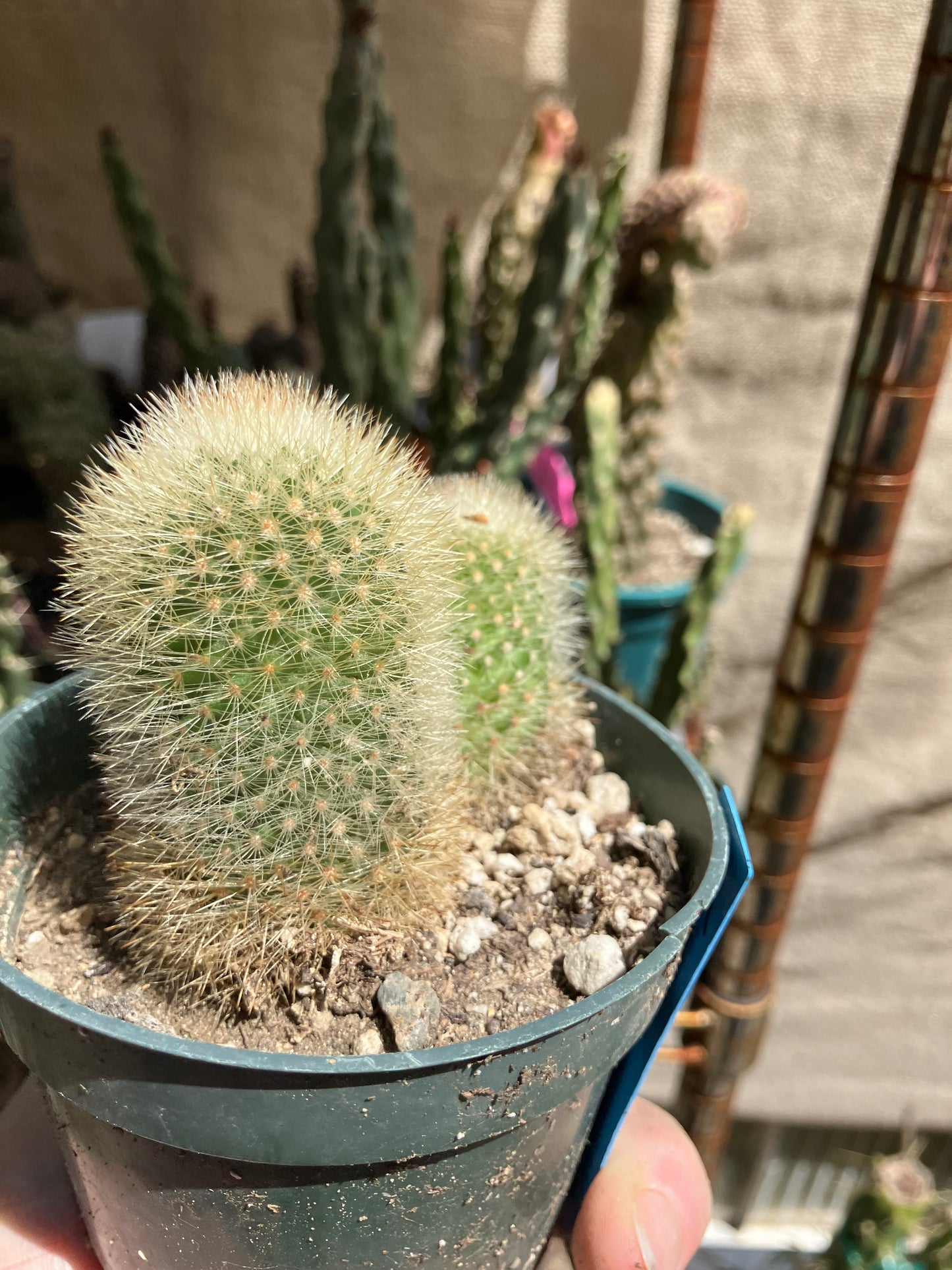 Notocactus Parodia scopa Silver Ball/Snowball Cactus 3" Tall #221B