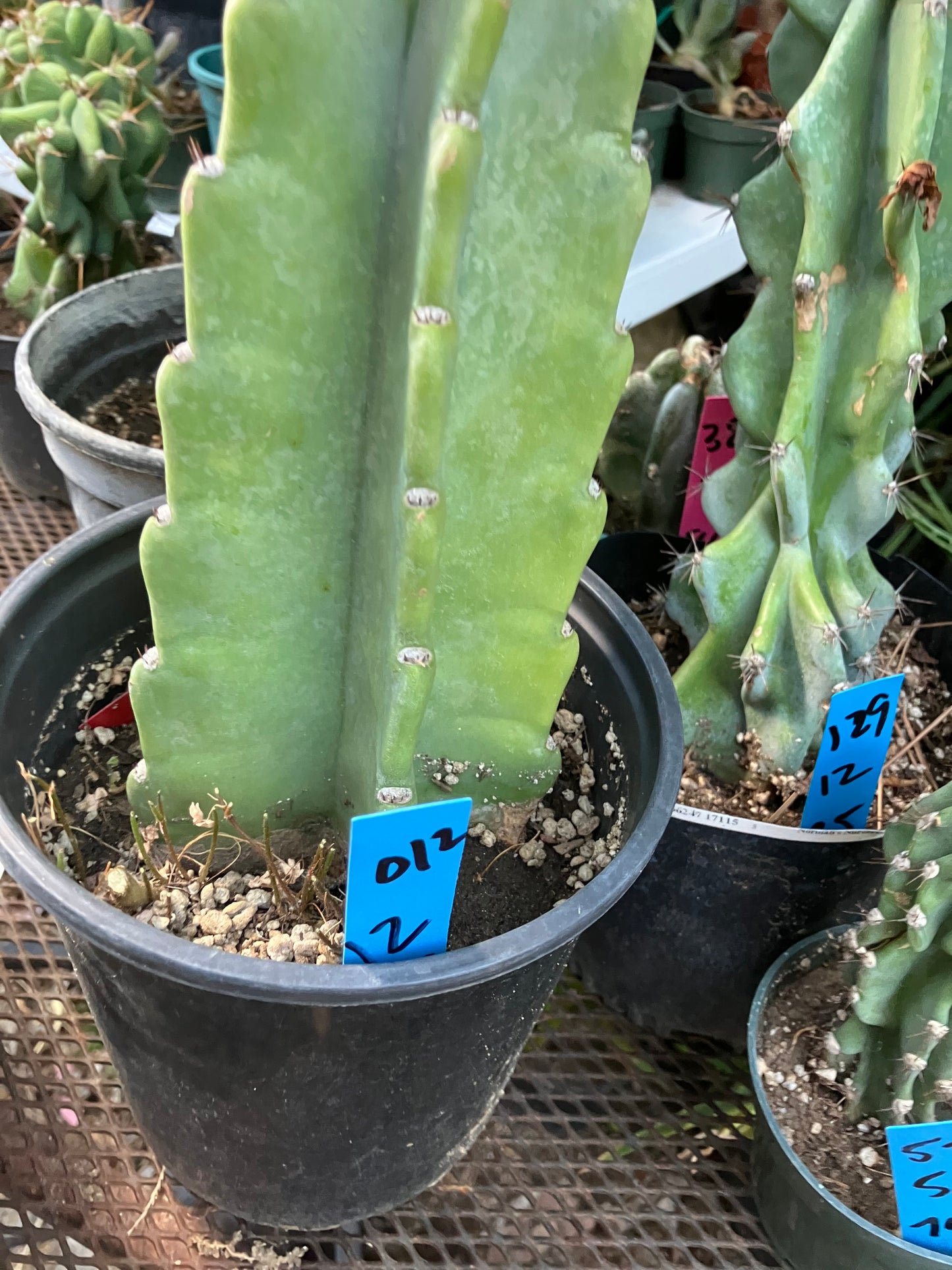 Cereus Peruvianus Night Blooming 12"Tall #012B