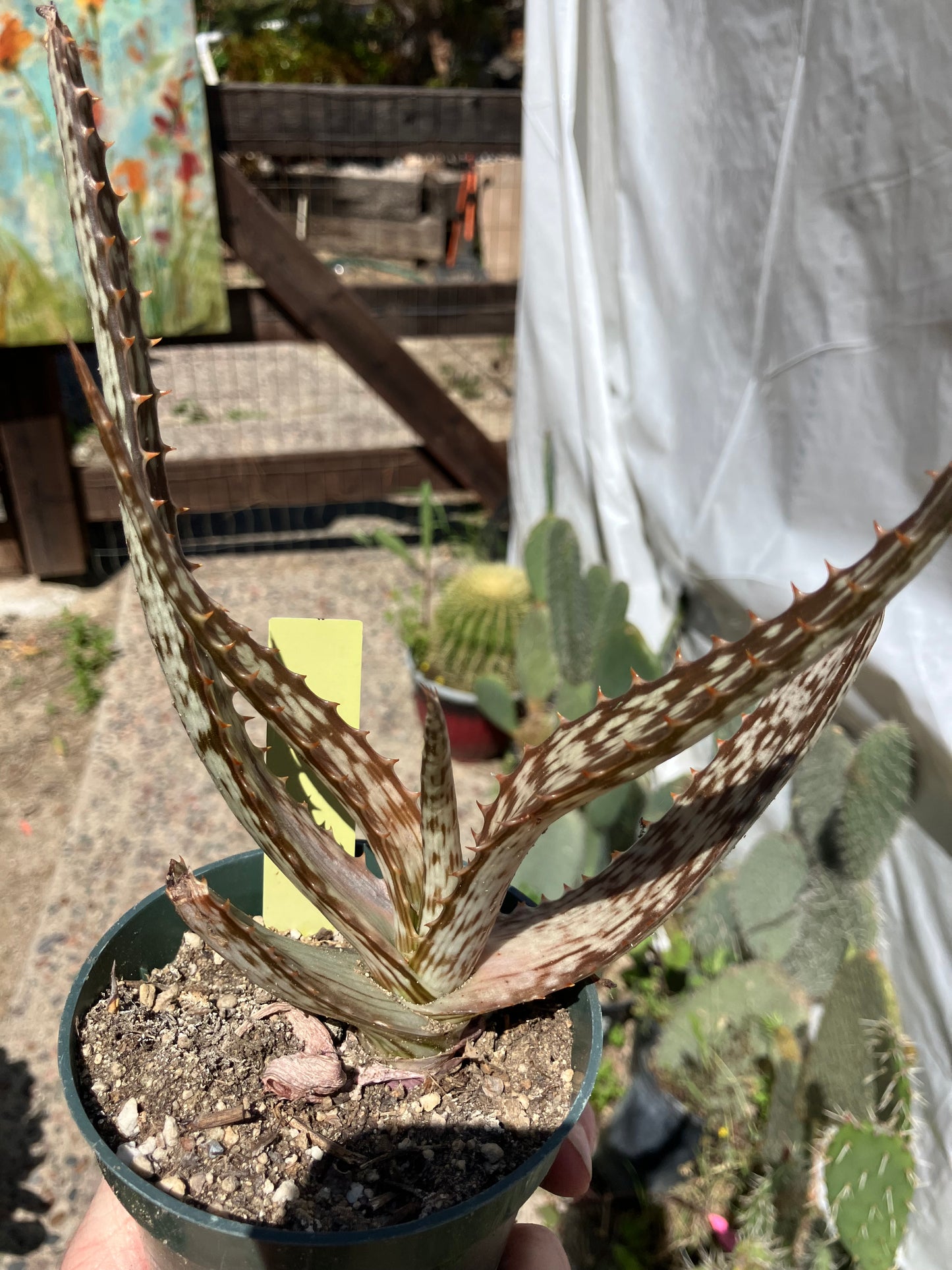 Aloe~ Tiger Stripe Aloe Hybrid 8" Wide #1Y