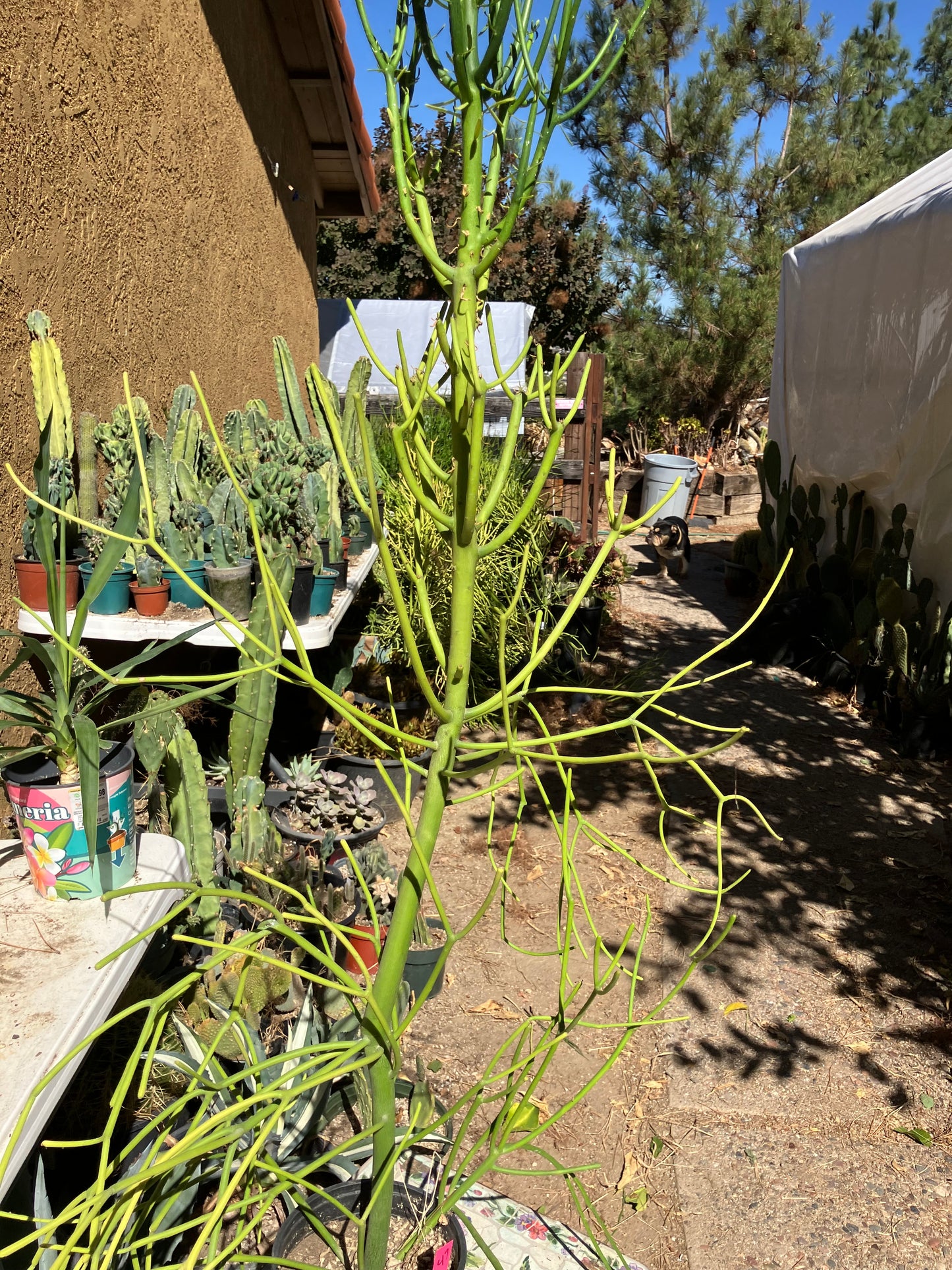 Euphorbia tirucalli Pencil Cactus/Succulent 47"Tall #47P