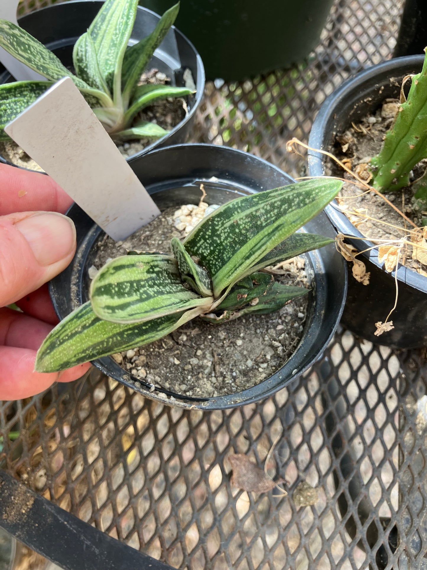 Gasteria Little Warty 3.5”Wide #35W