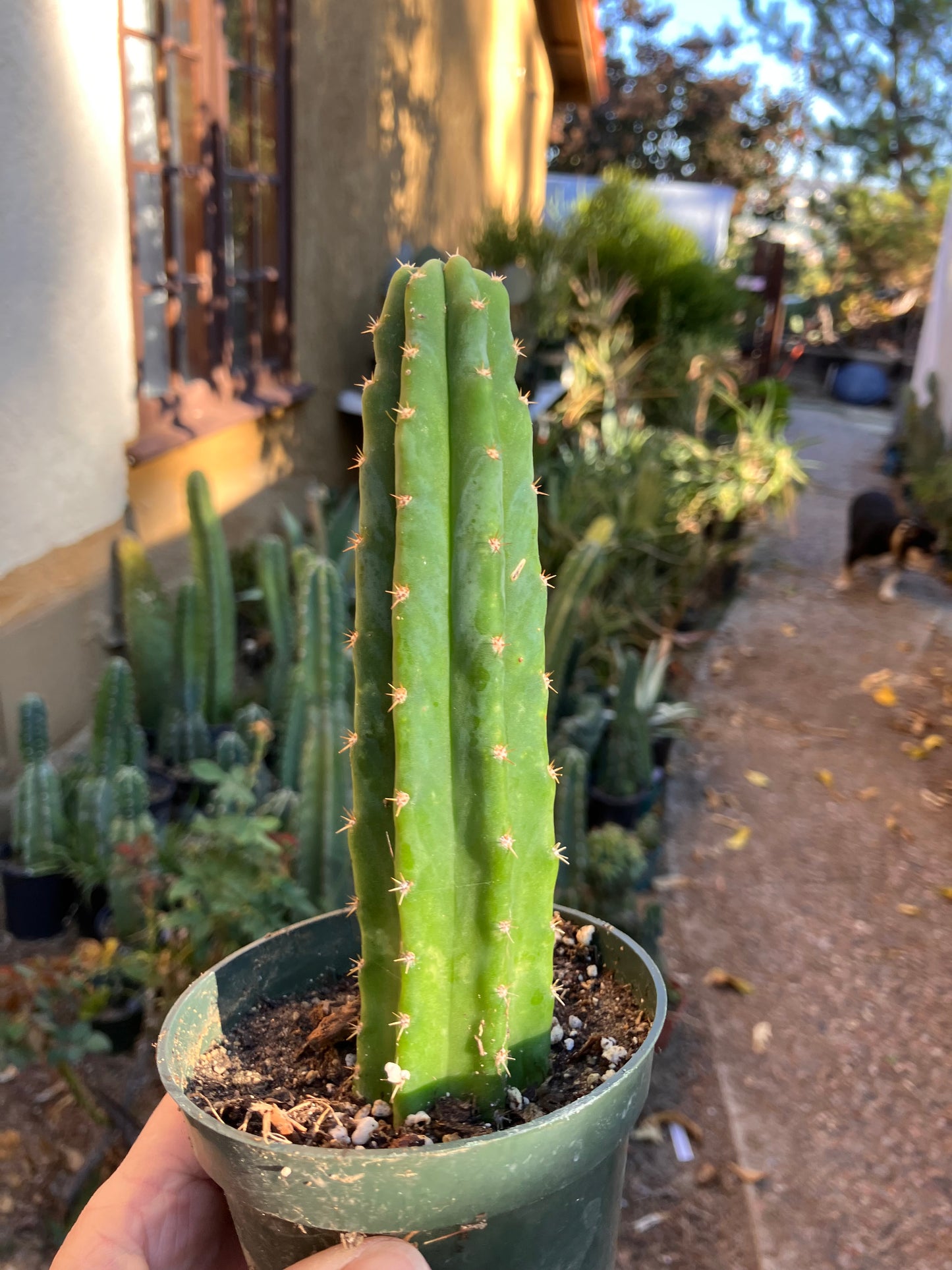 San Pedro Cactus - Trichocereus pachanoi 6.5"Tall #2B