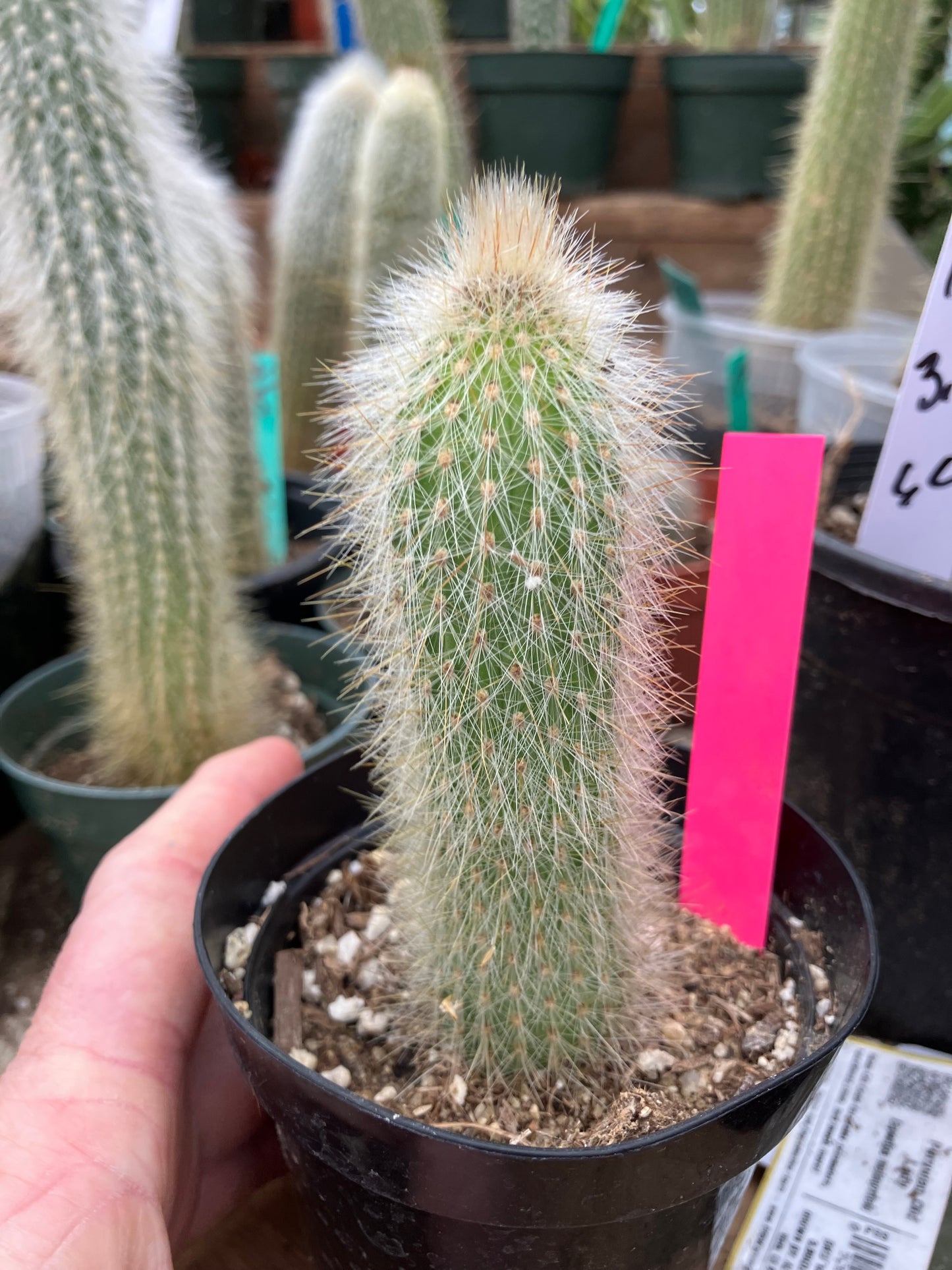 Cleistocactus tupizensis Silver Pole/Torch Cactus 3.5”Tall #53P