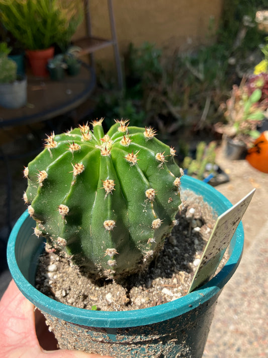 Echinopsis oxygona pink Easter Lily 2.5" Diameter #13Y