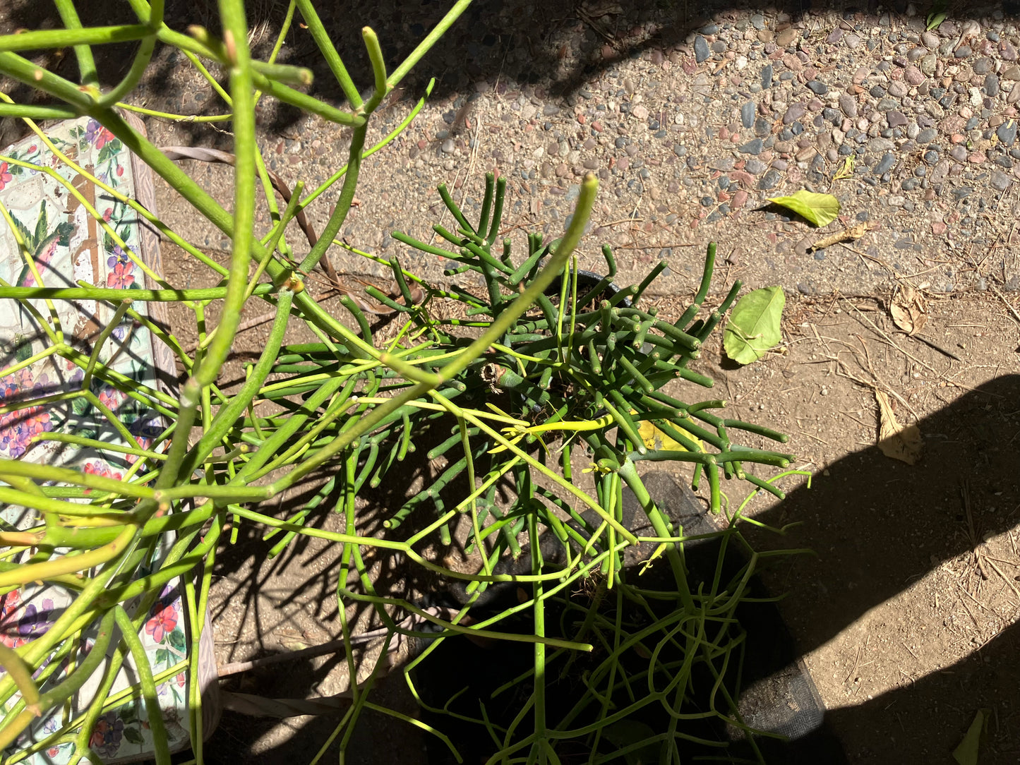 Euphorbia tirucalli Pencil Cactus/Succulent 39"Tall 23"Wide #10G