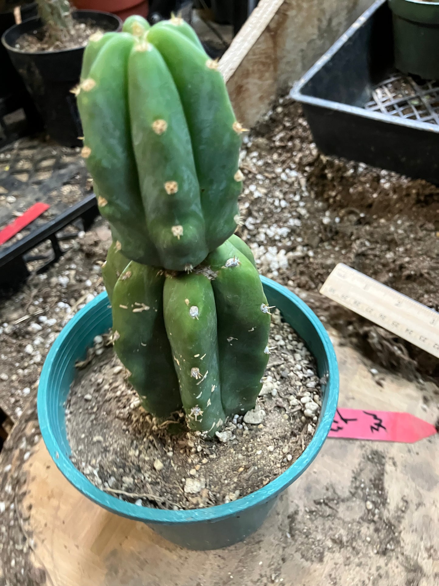 San Pedro Cactus - Trichocereus pachanoi 6.5" Tall #93R