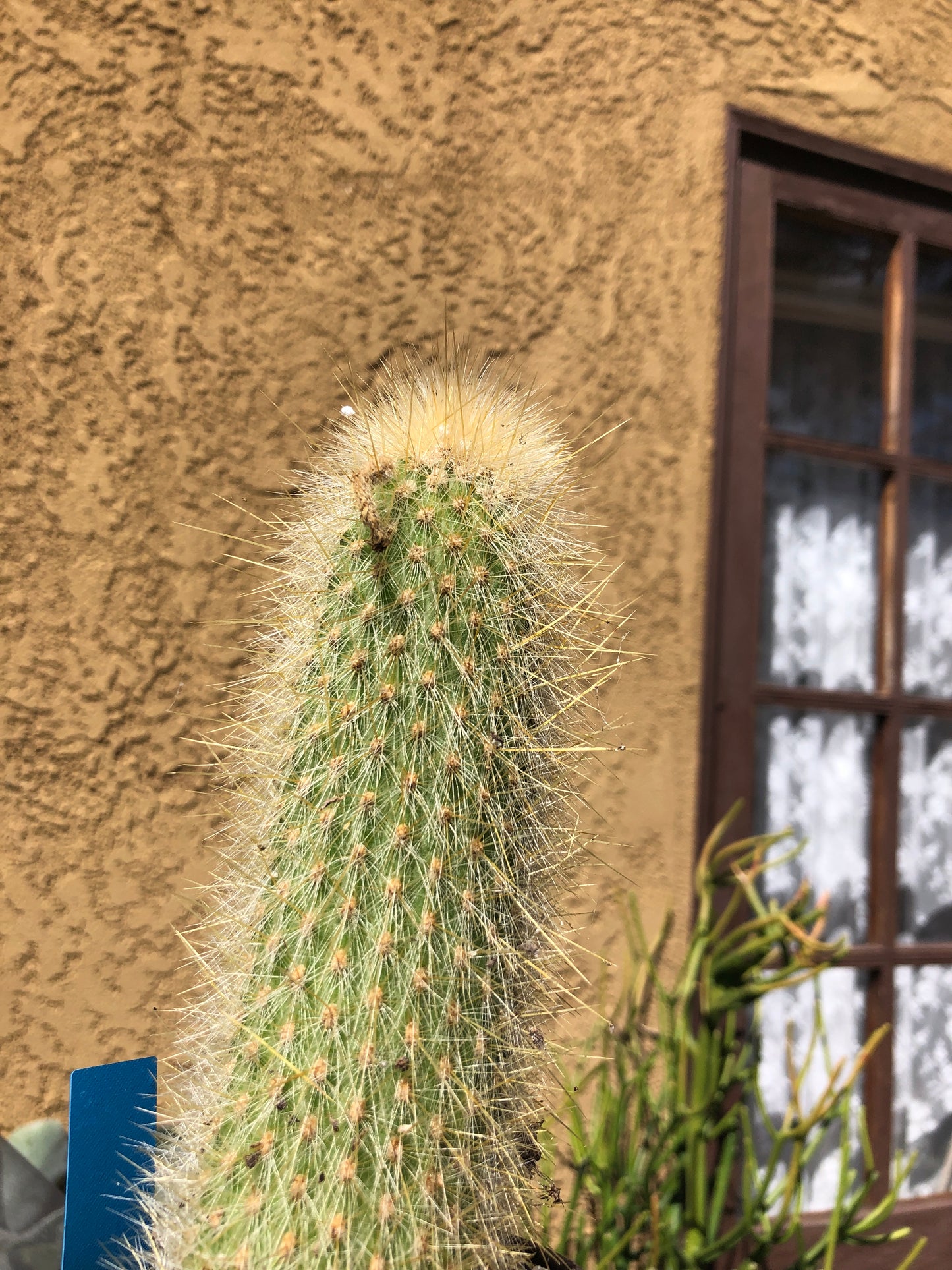Cleistocactus Strausii Silver Torch Cactus 6”Tall #77B