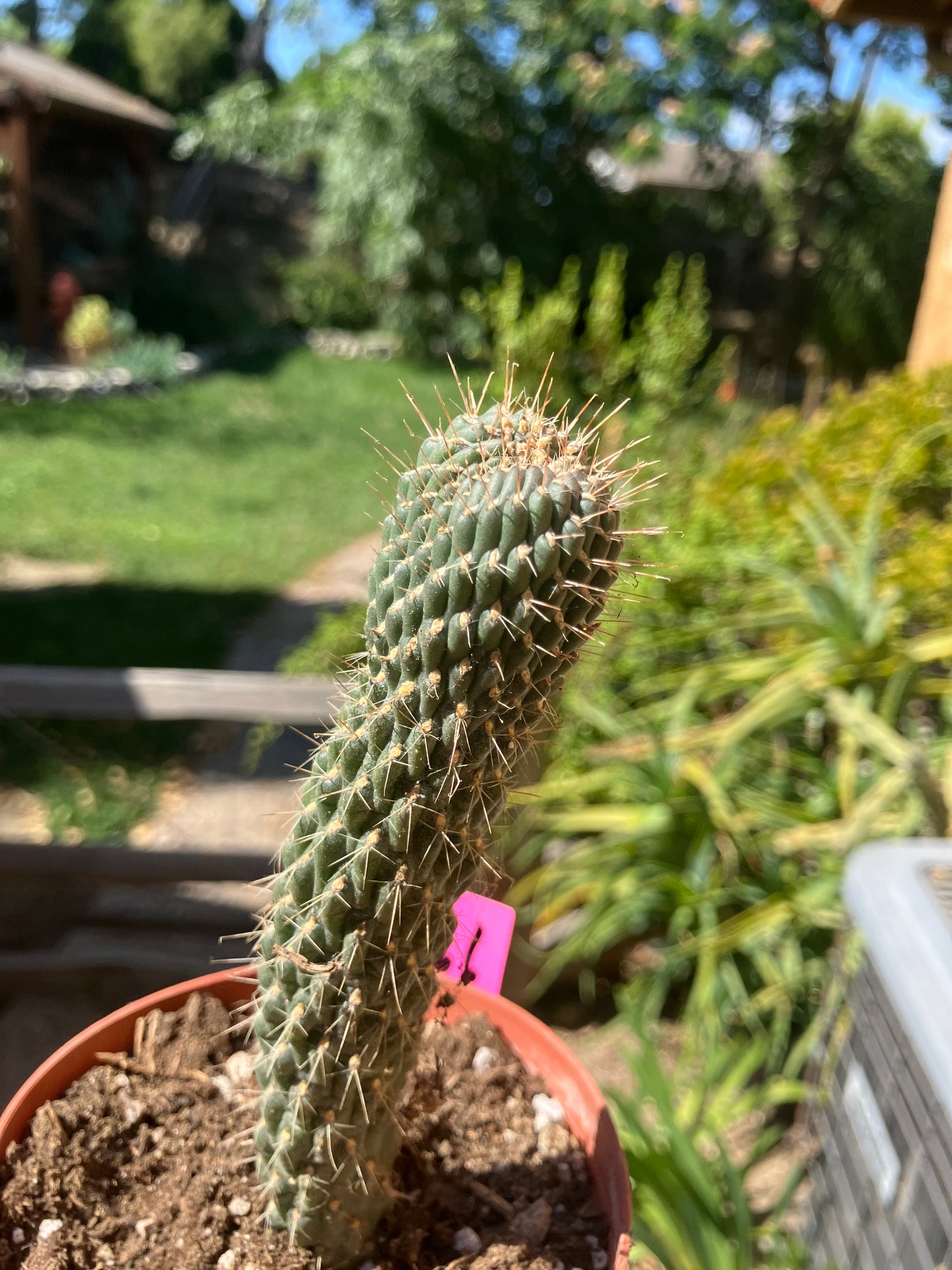 Cylindropuntia fulgida Cholla Boxing Glove Cactus Crest 4"Tall #166P