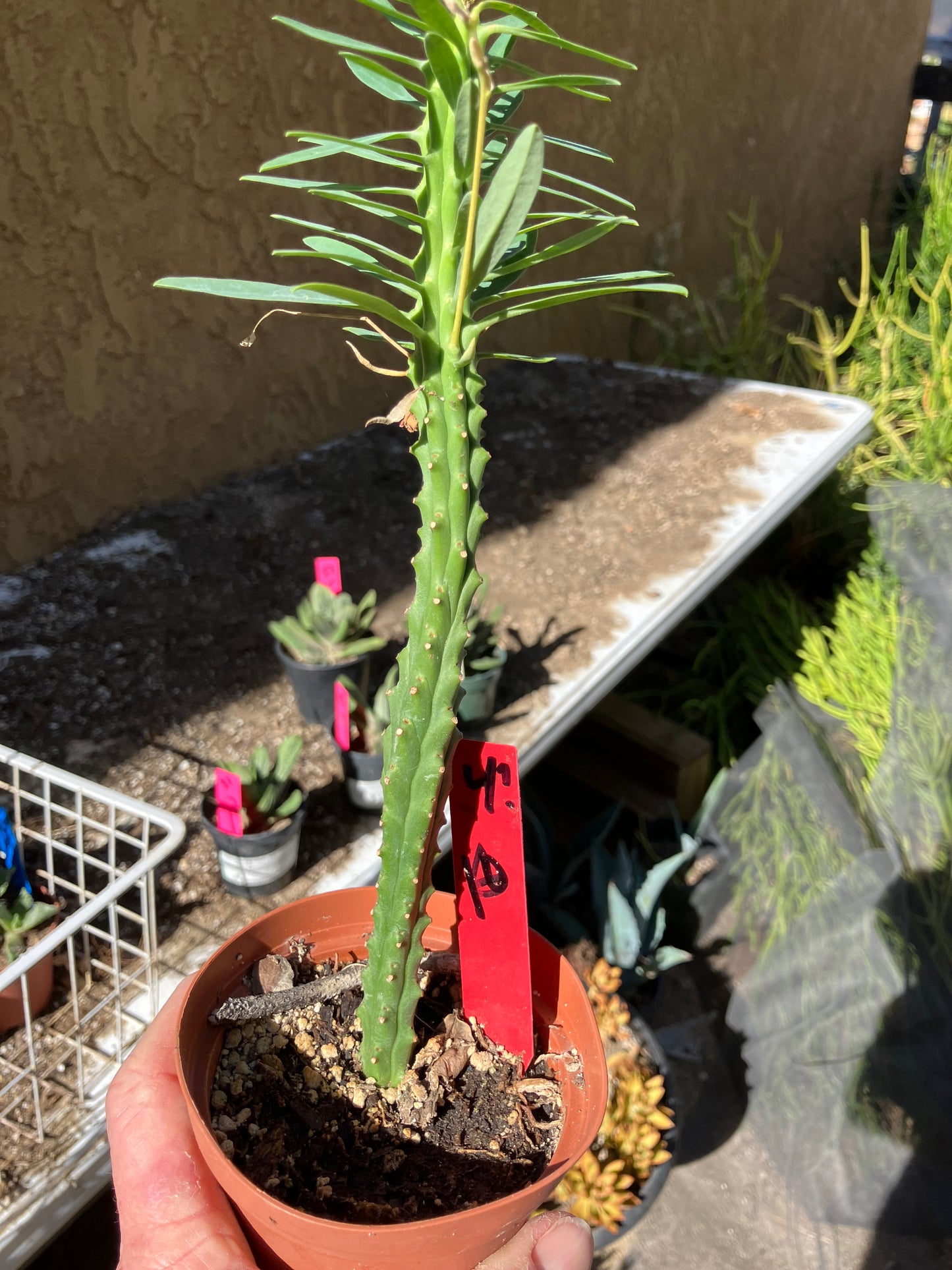 Euphorbia loricata African Palm Tree 10"Tall #4R