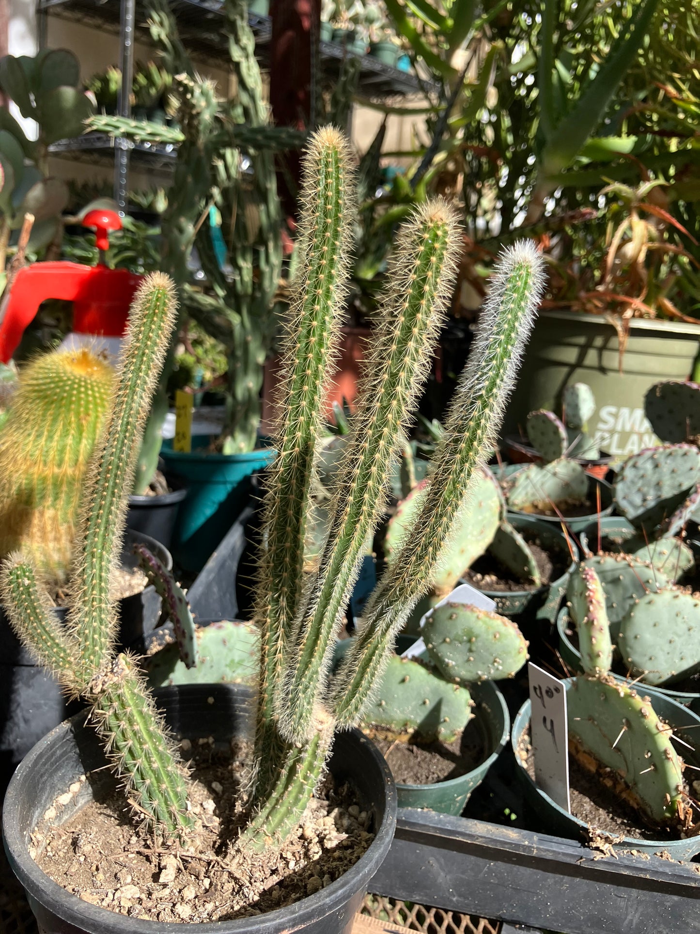 Corryocactus erectus "Red Hot Chili Poker" 10"Tall 6"Wide #010W
