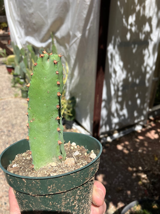 Euphorbia resinifera Moroccan Mound 5"Tall #51W