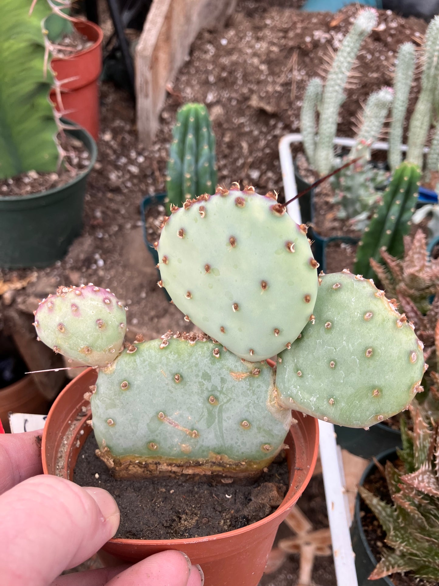 Opuntia Santa Rita Purple Prickly Pear 4”Tall #3R