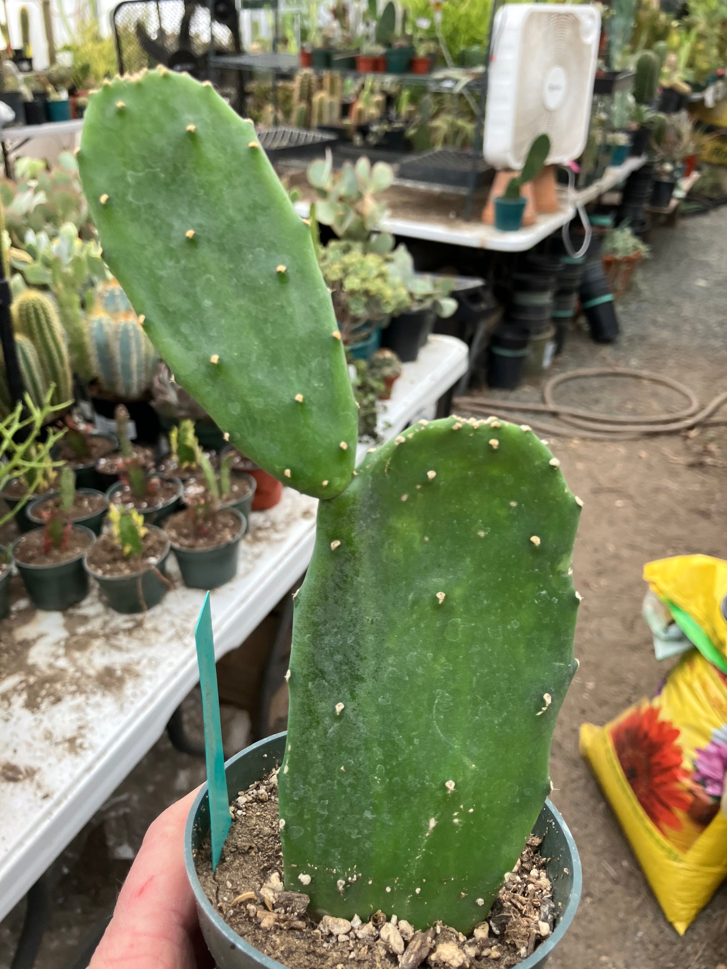 Opuntia Emerald wave Cactus 8”Tall #118G