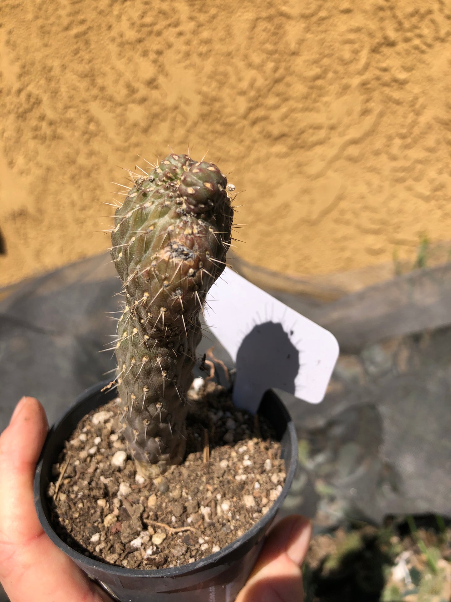 Cylindropuntia fulgida Cholla Boxing Glove Cactus Crest 5"Tall #15W