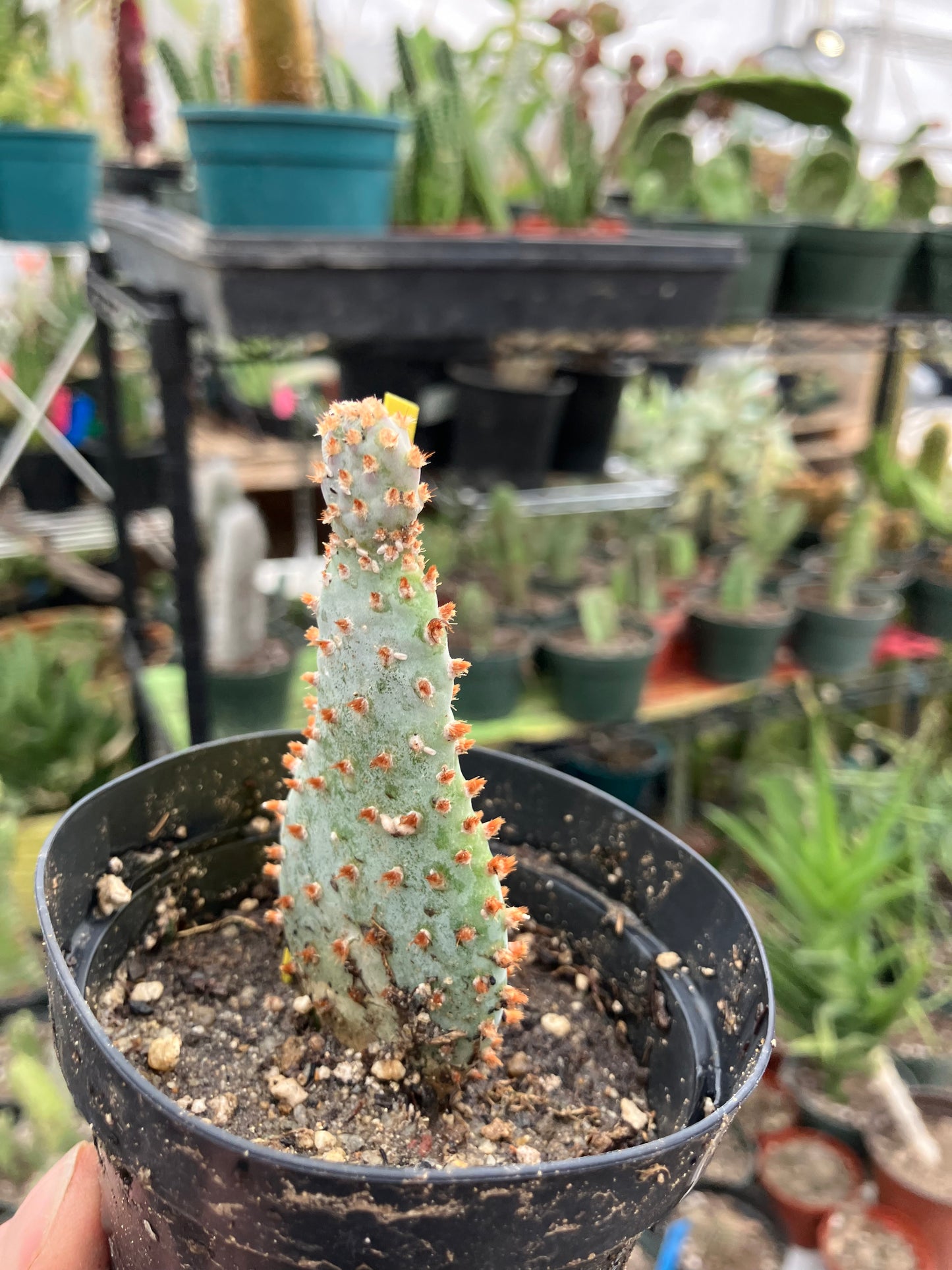 Opuntia Basilaris Beavertail Cactus 3.5"Tall #65Y