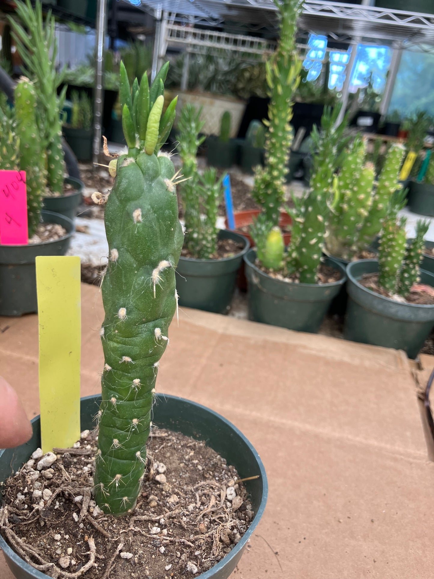 Austrocylindropuntia Cactus Gumbi Mini Eve's Needle 5"Tall #50Y