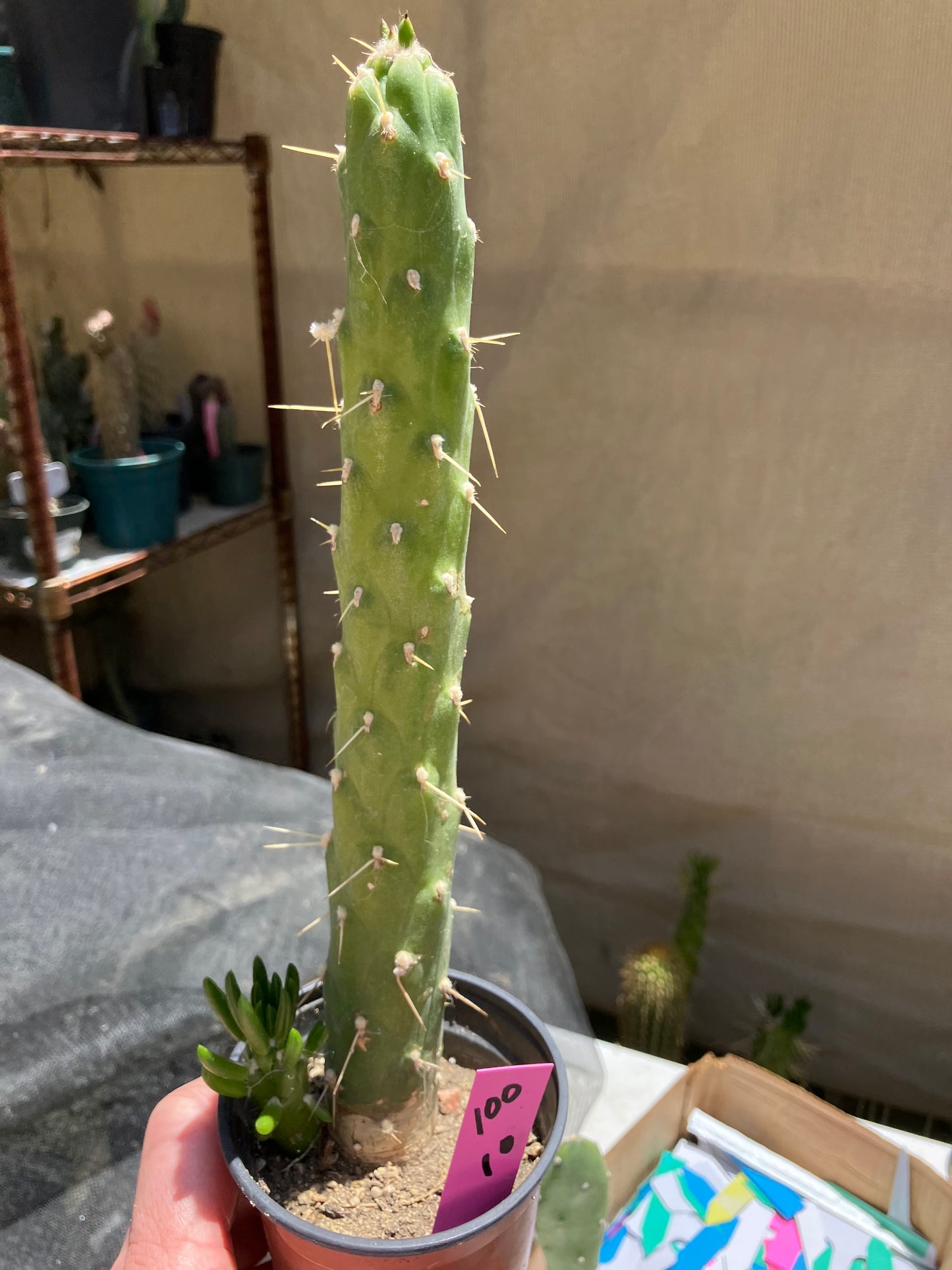 Austrocylindropuntia Full Size Eve's Needle 10"Tall #100P