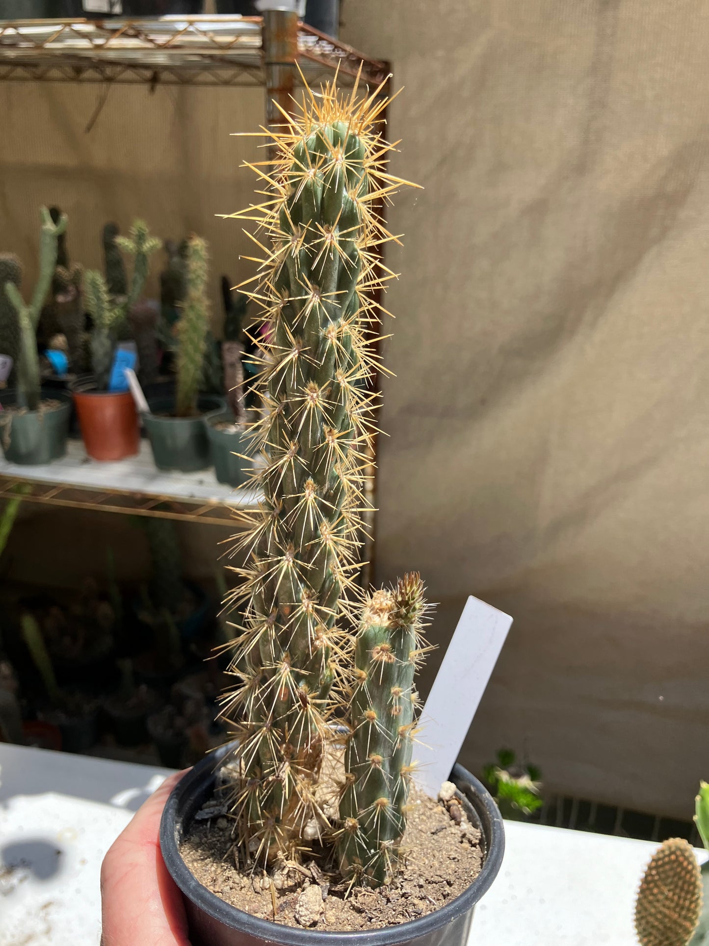 Cholla Cylindropuntia  Buckhorn  Cactus 8.5”Tall #58W