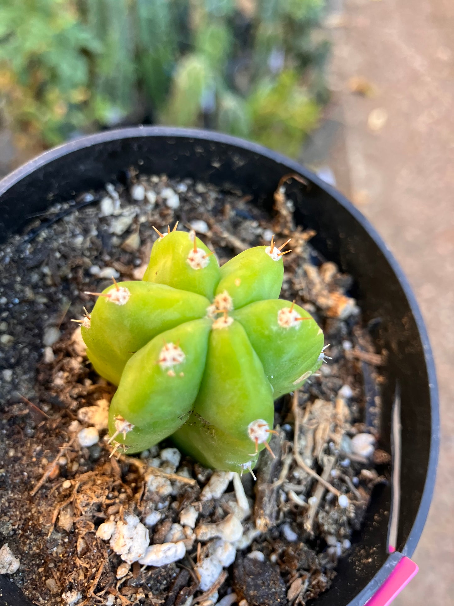 San Pedro Cactus - Trichocereus pachanoi 2"Tall #1P