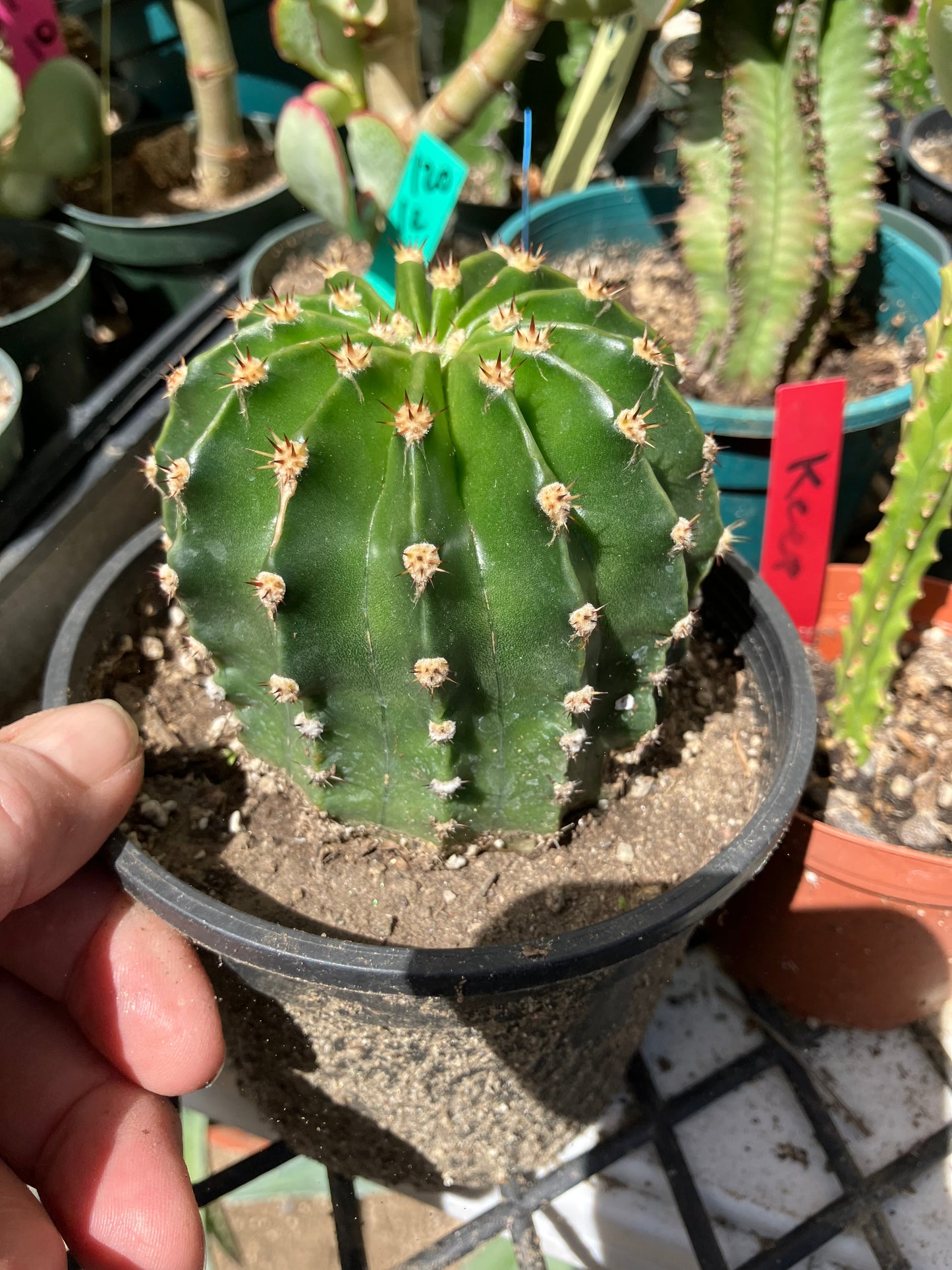 Echinopsis oxygona Hot Pink Easter Lily 3" Diameter  #14Y