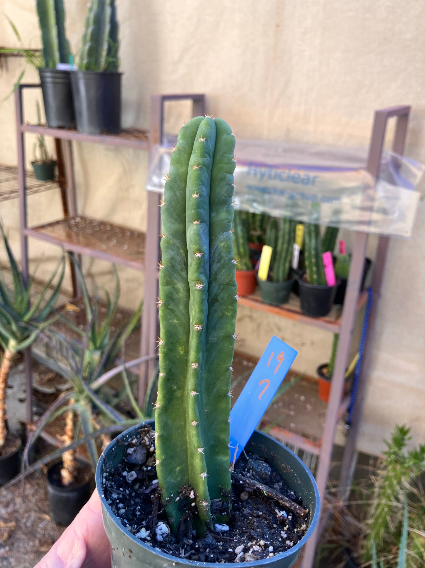 San Pedro Cactus - Trichocereus pachanoi 7"Tall #19B