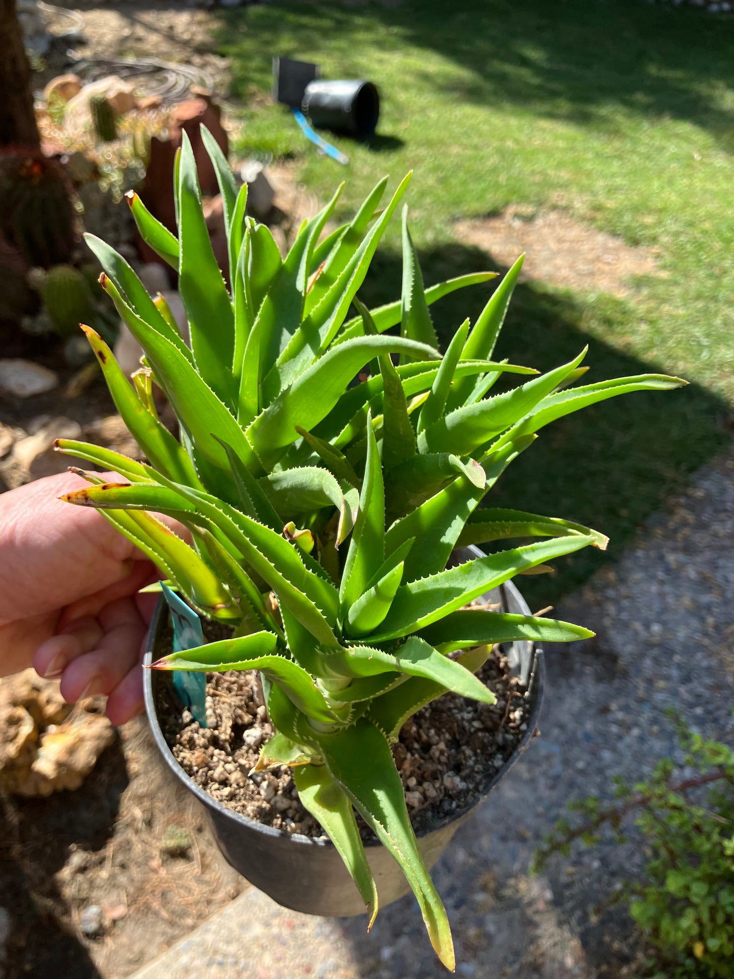 Aloe Ciliaris x Delaeti Hybrid Climbing Succulent 7”Tall 7"Wide #77G