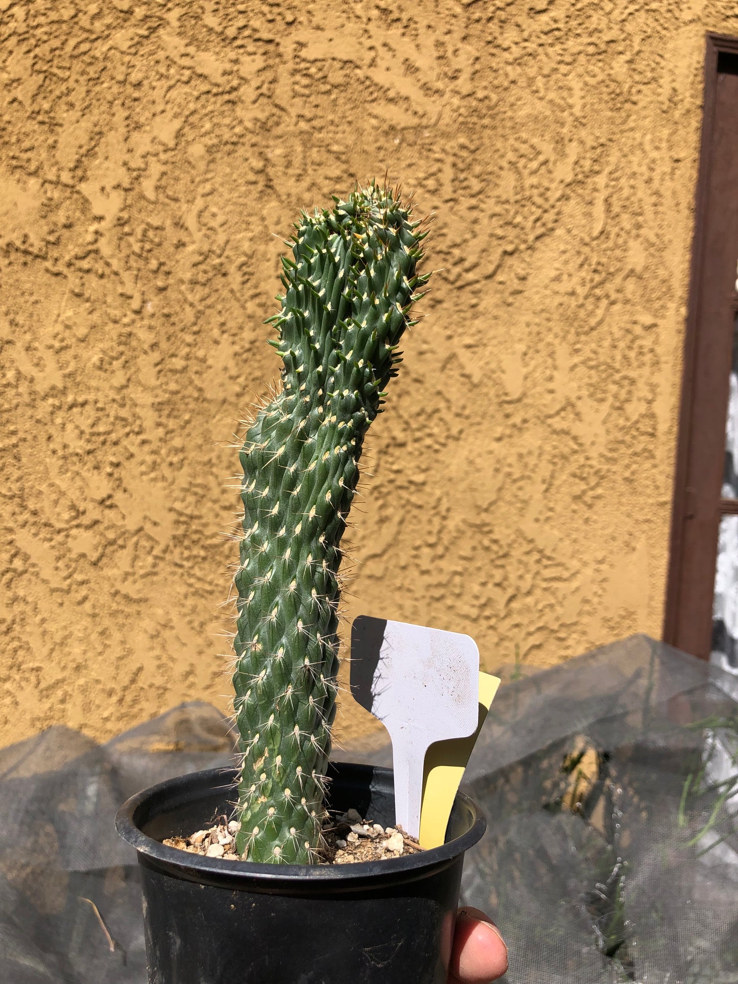 Cylindropuntia fulgida Cholla Boxing Glove Cactus Crest 8"Tall #8W