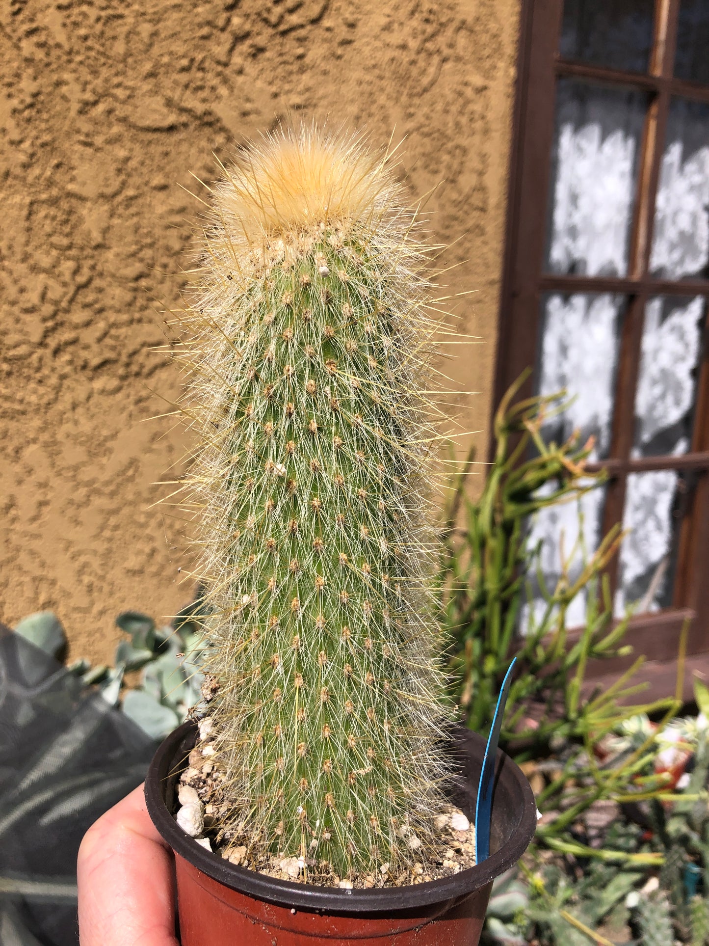 Cleistocactus Strausii Silver Torch Cactus 6”Tall #77B