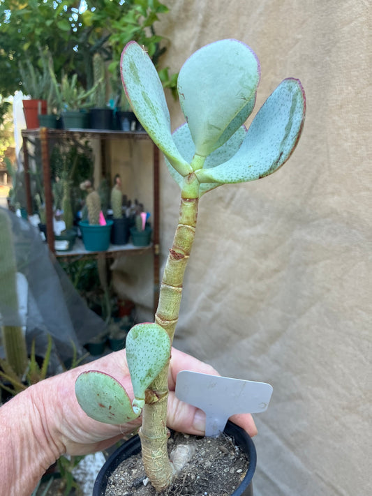 Crassula arborescens Silver Dollar 10”Tall #6W