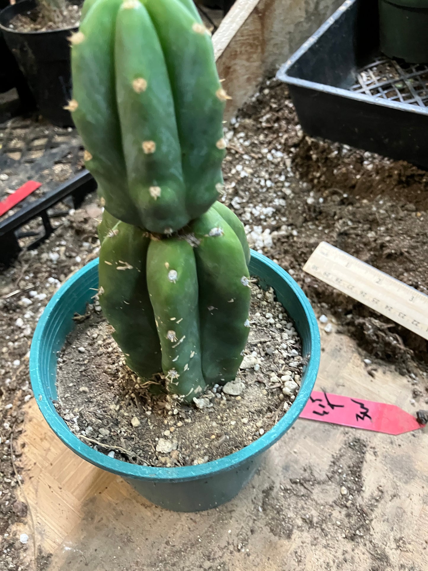 San Pedro Cactus - Trichocereus pachanoi 6.5" Tall #93R