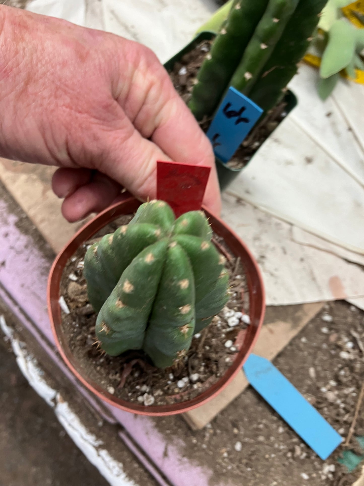 San Pedro Cactus  Trichocereus pachanoi 4.5"Tall #54R