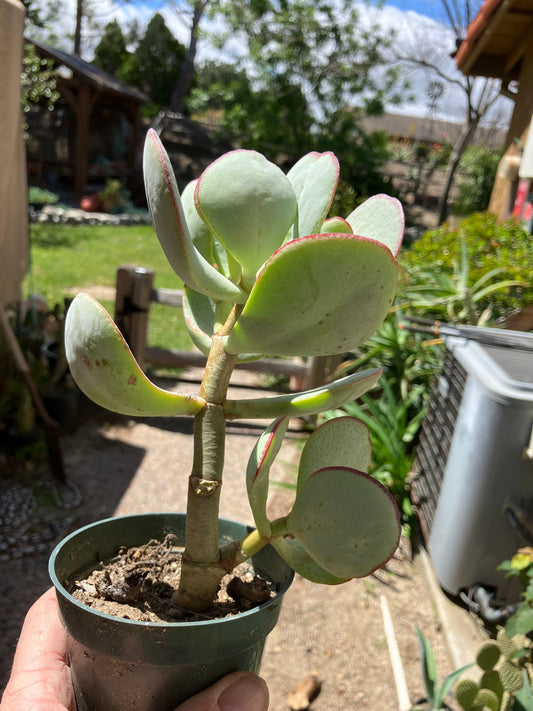 Crassula arborescens Silver Dollar Succulent 7"Tall #7G