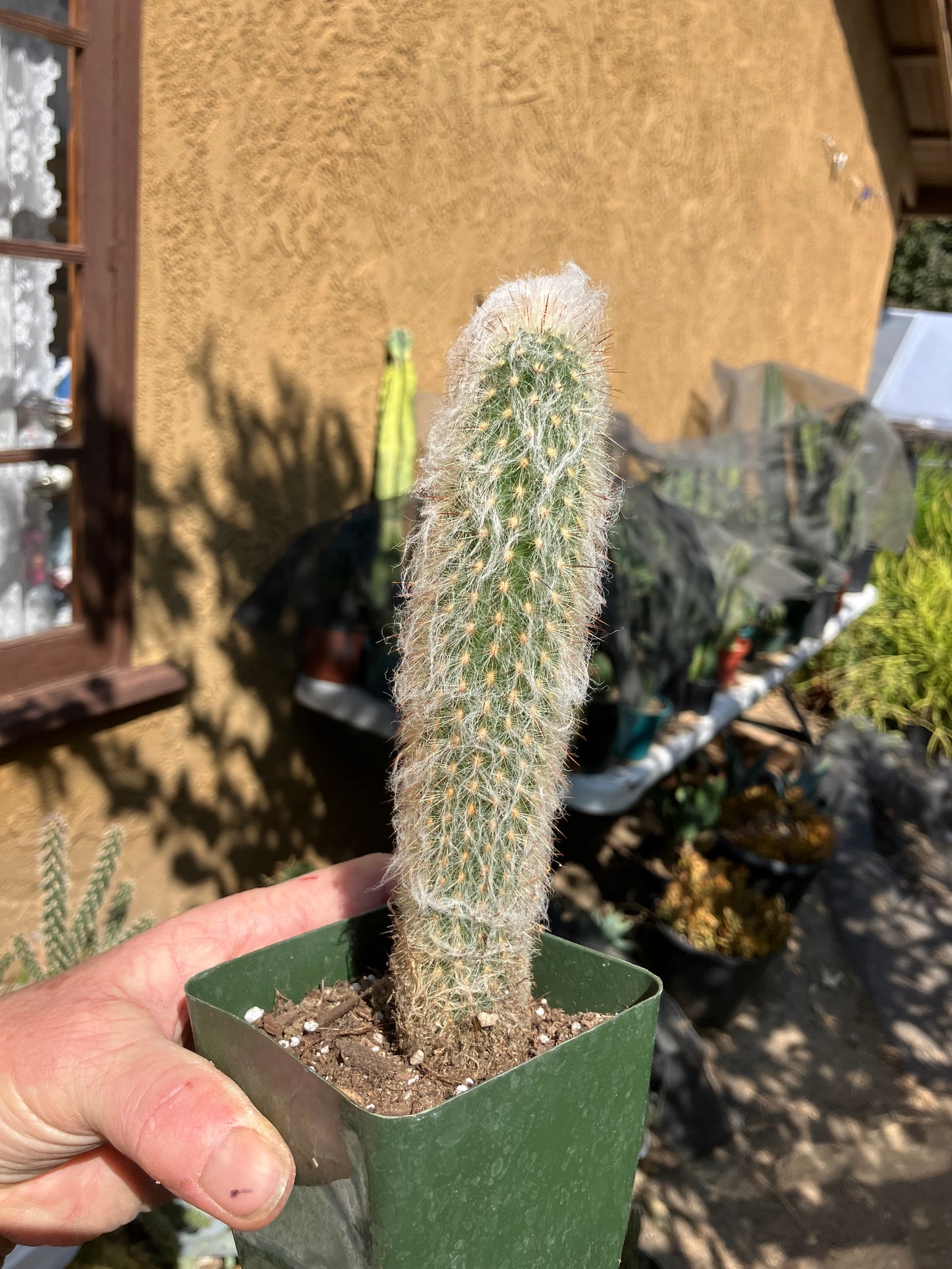 Austrocephalocereus dybowski cabega 8"Tall #125R Torch