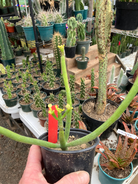 Euphorbia leucodendron Cat tail Cattail 6"Tall #1R