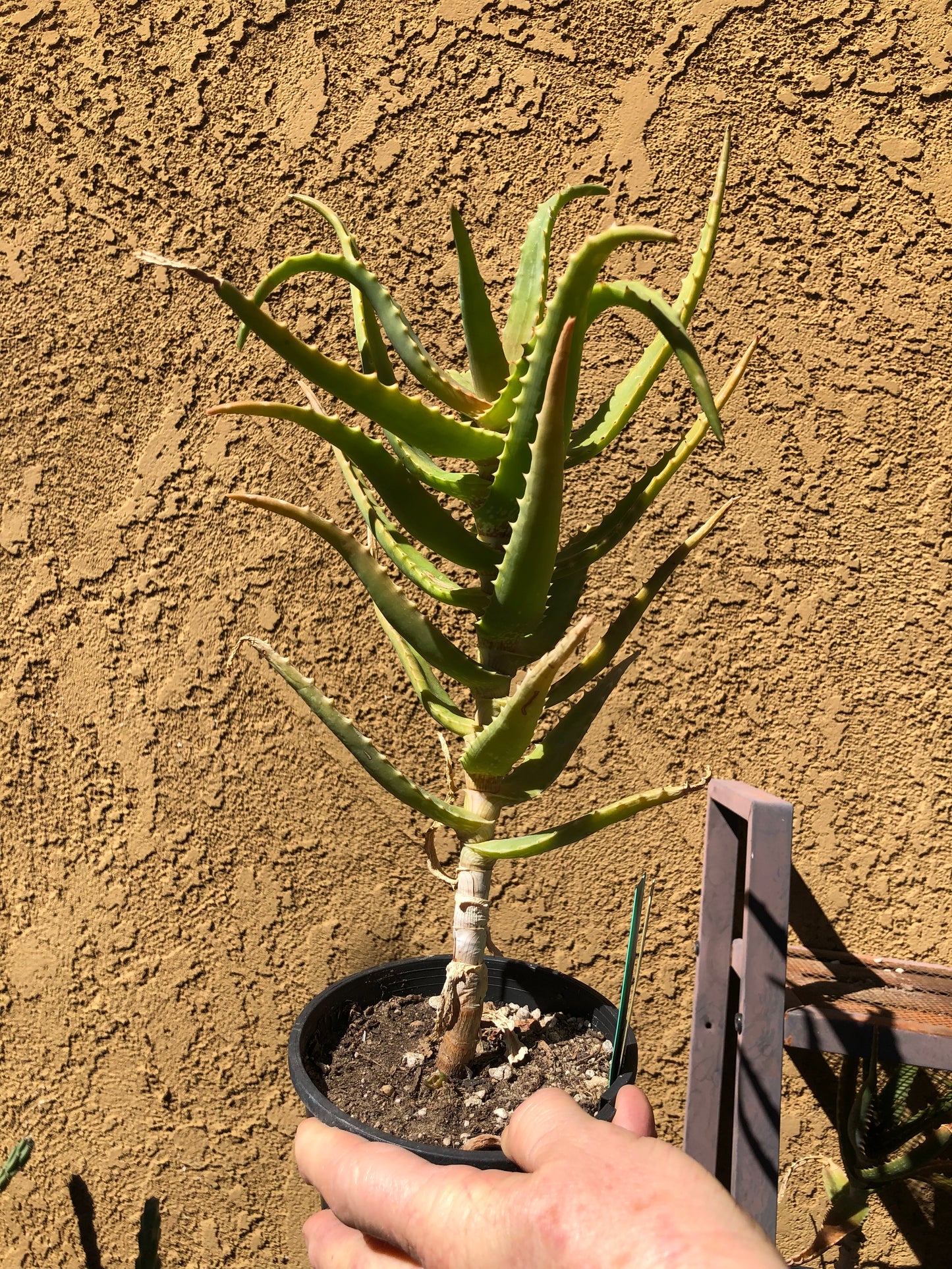 Aloe congolensis Congo Aloe Succulent 13”Tall #130Y