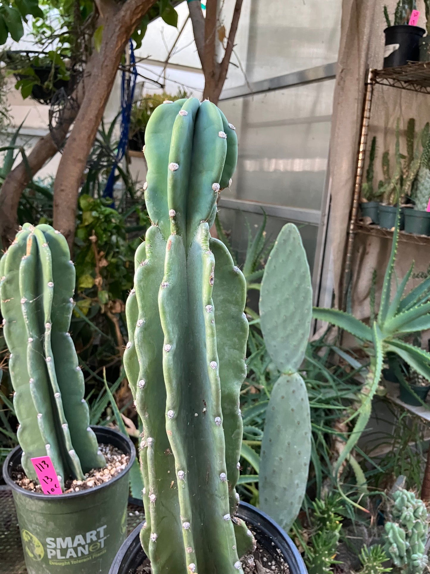 Cereus Peruvianus Night Blooming 17"Tall #117B