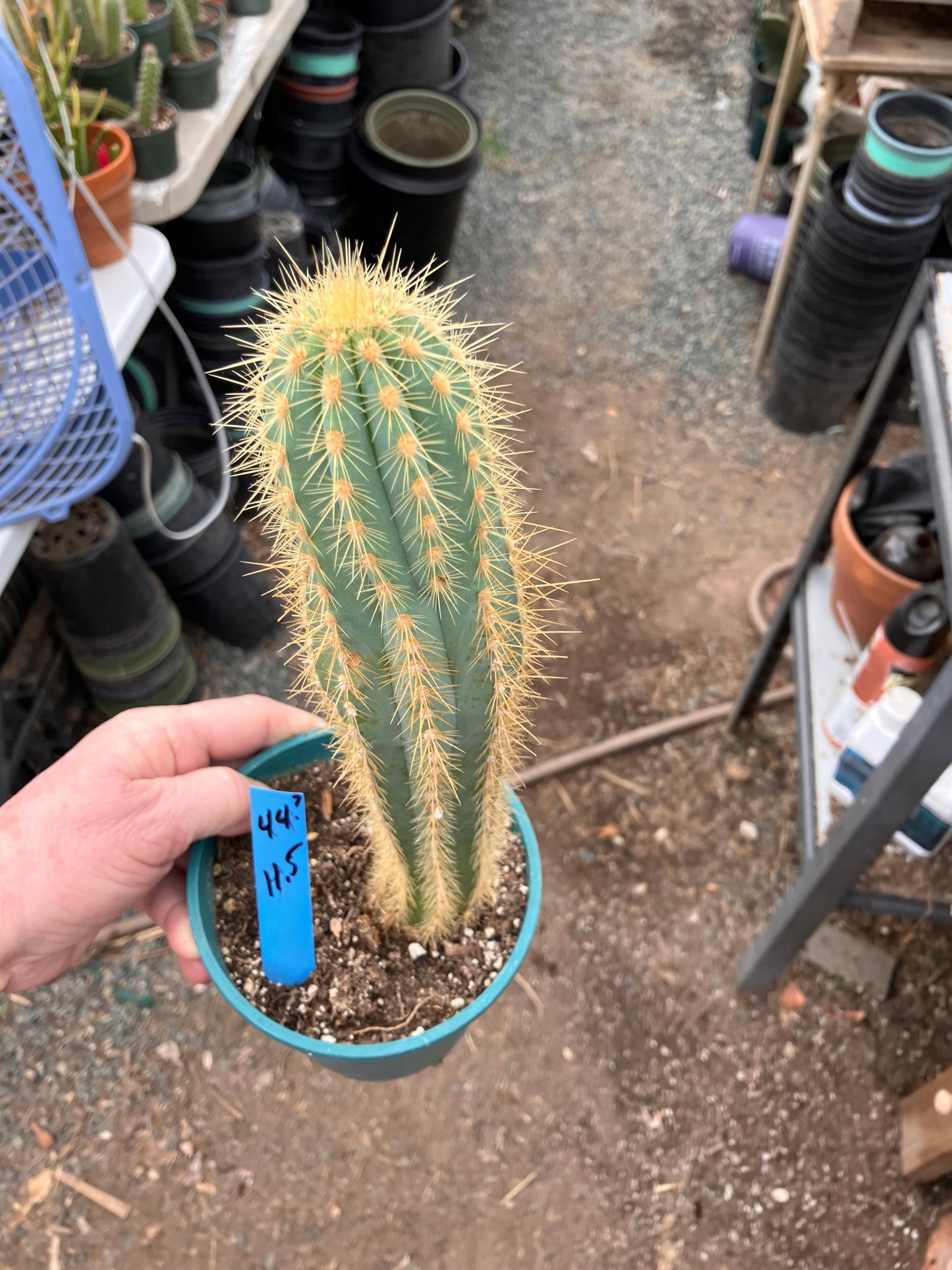 Pilosocereus Piauhyensis Gorgeous Thick Specimen 11.5” Tall #44B