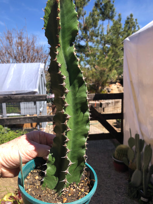 Euphorbia ingens Chocolate Drop 12”Tall #24G