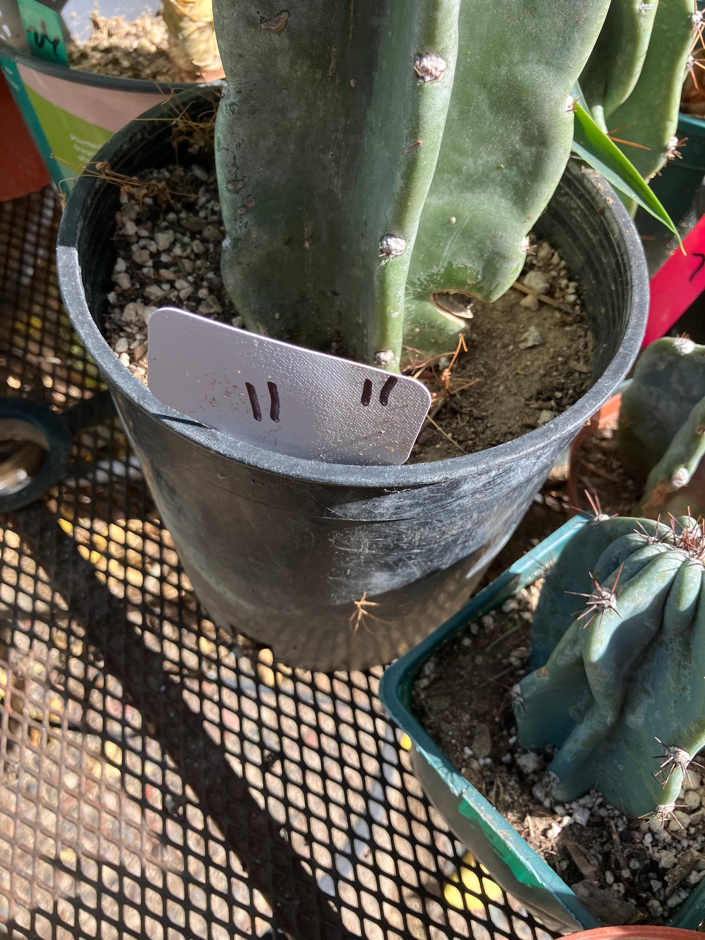 Cereus Peruvianus Night Blooming 11"Tall #11W