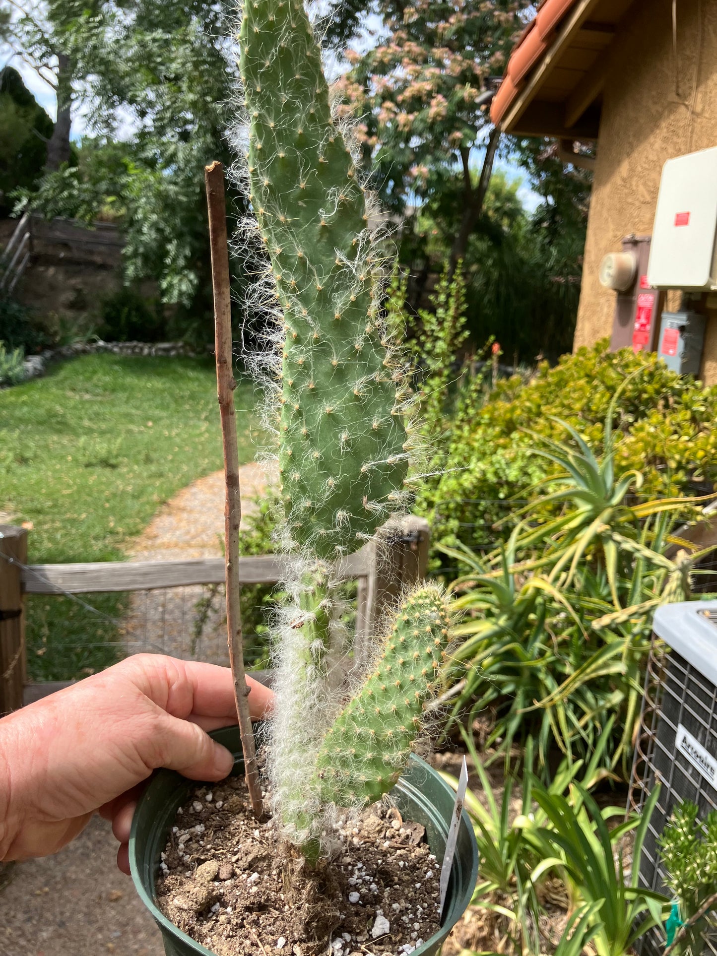 Opuntia erinacea ursine Snow Ponytail Cactus 15”Tall #15W