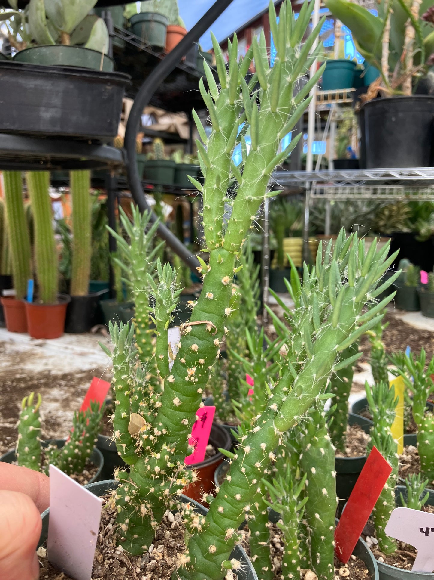 Austrocylindropuntia Cactus Gumbi Mini Eve's Needle 9"Tall #900W