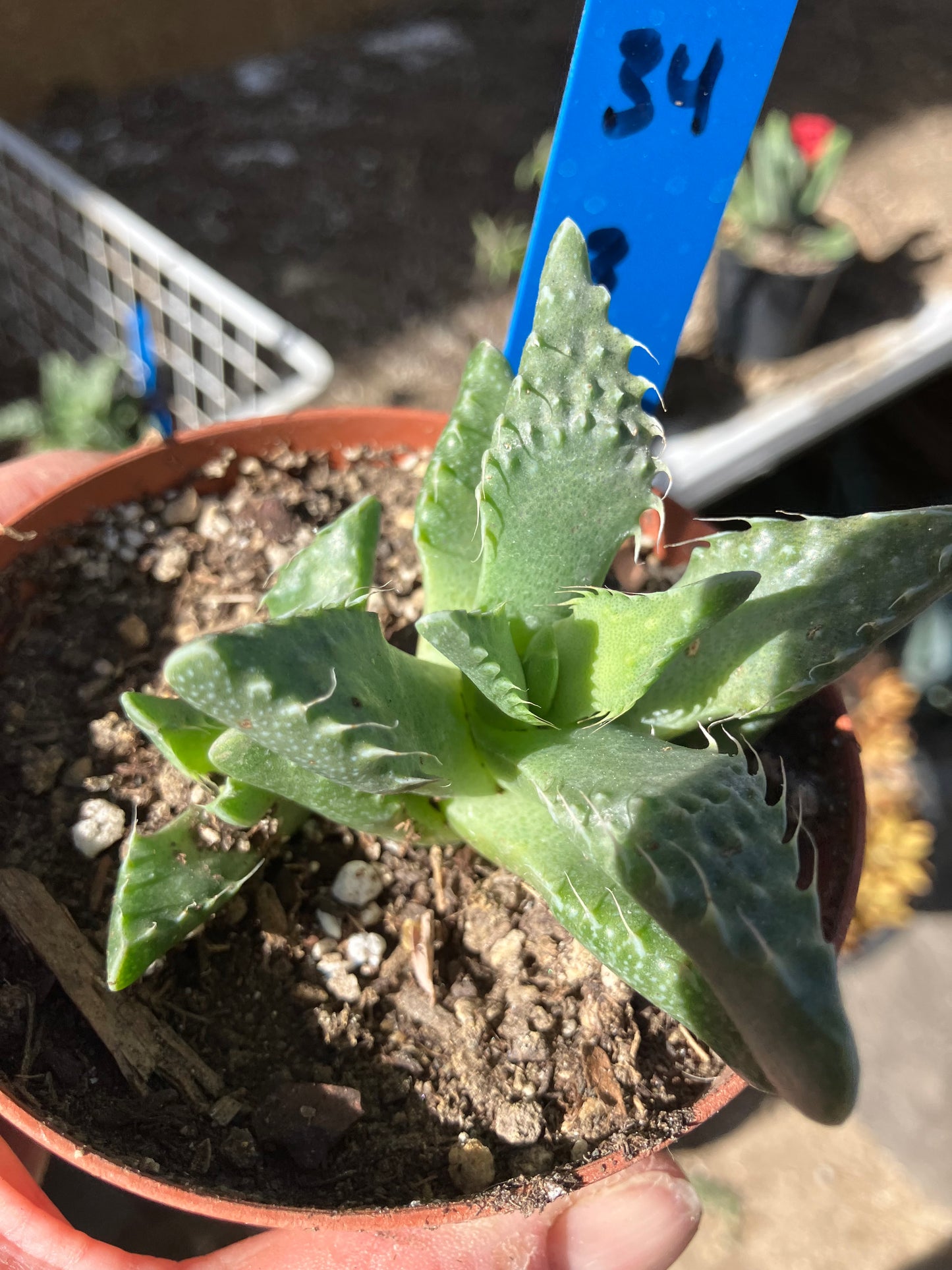 Faucaria tigrina Tiger Jaws 3"Wide #34B