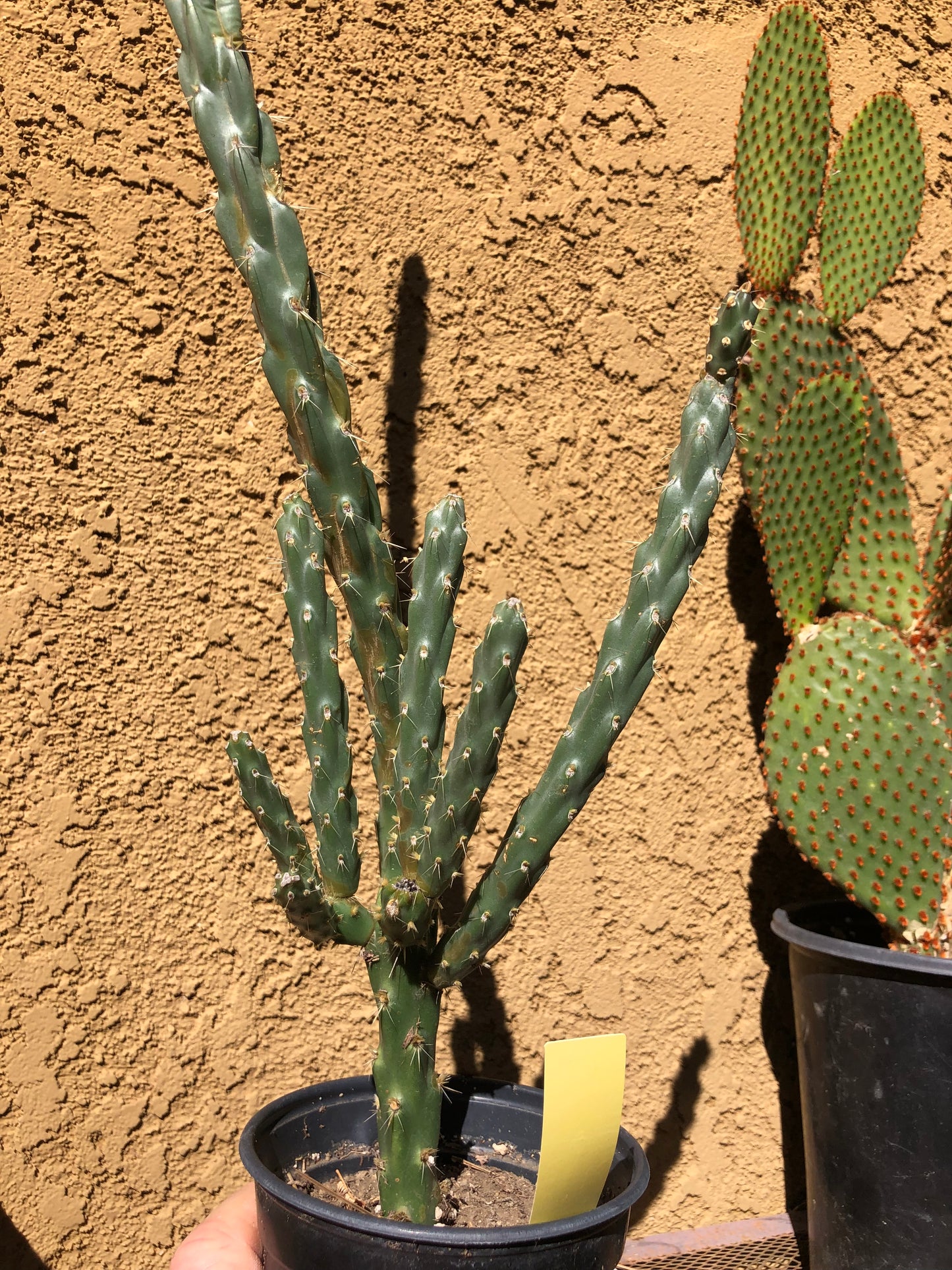 Cholla Cylindropuntia  Buckhorn Cactus 22”Tall #211Y