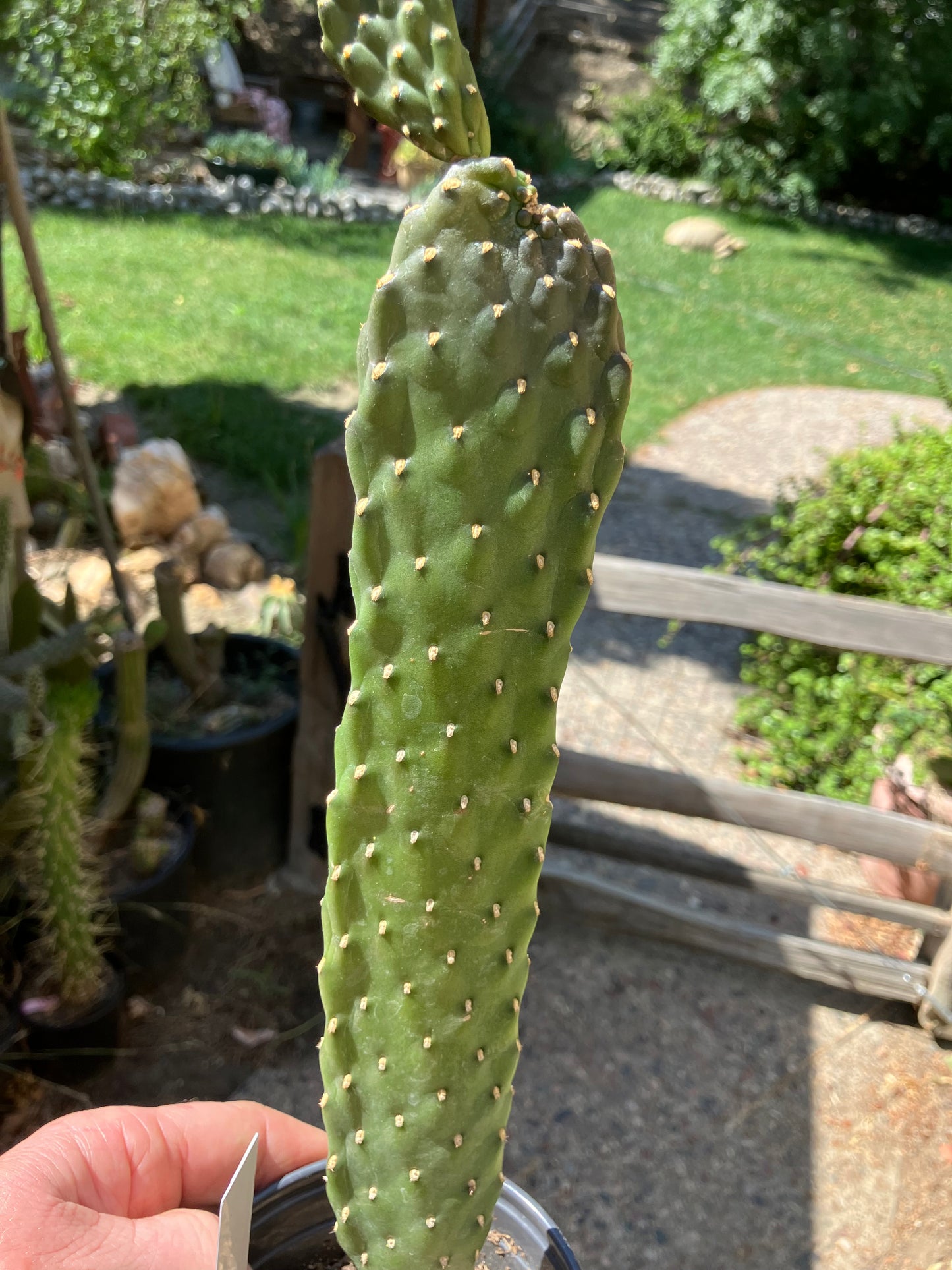 Opuntia Consolea rubescens Road Kill Cactus 13"Tall #130W