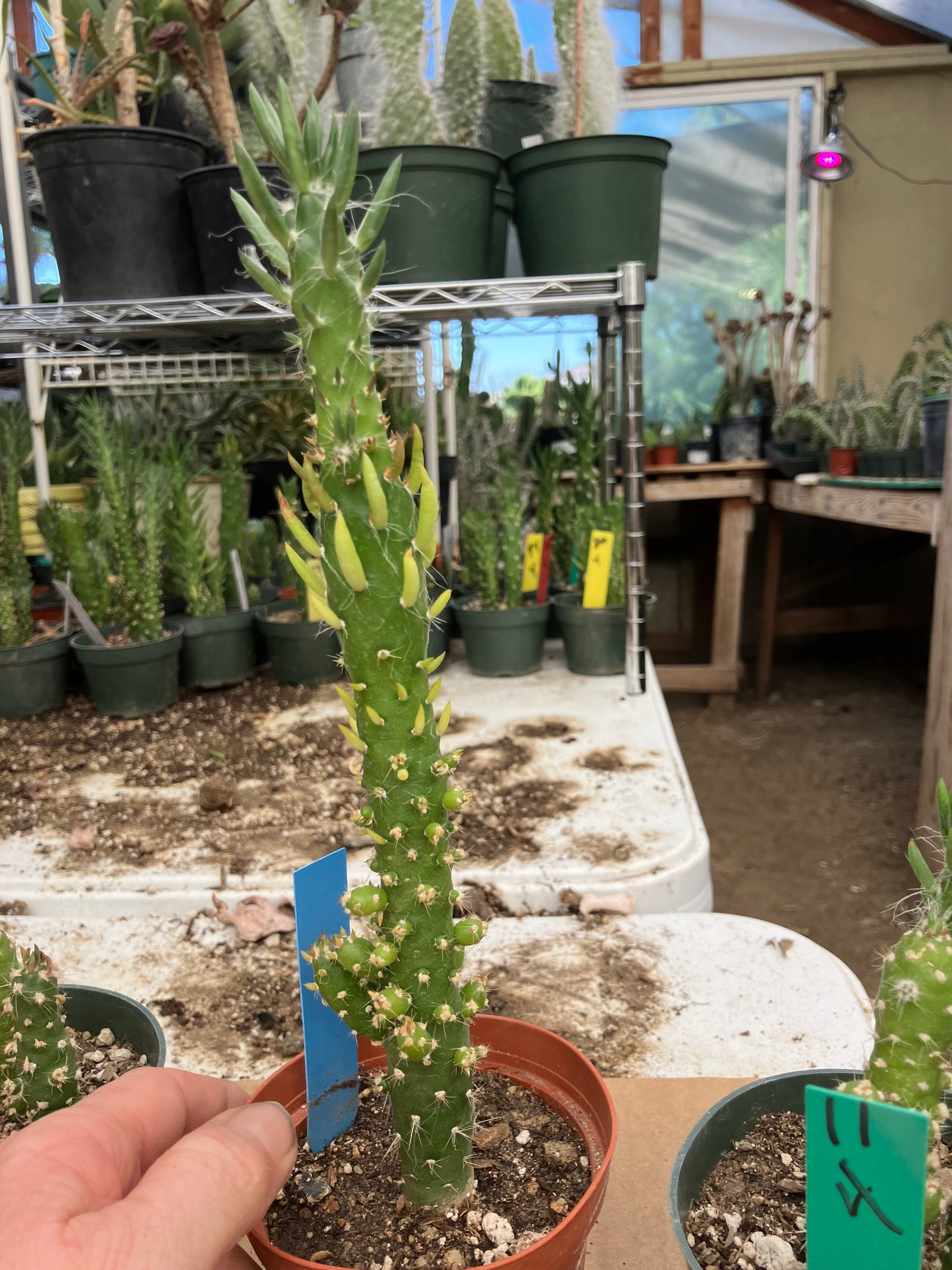 Austrocylindropuntia Cactus Gumbi Mini Eve's Needle 10"Tall #11B