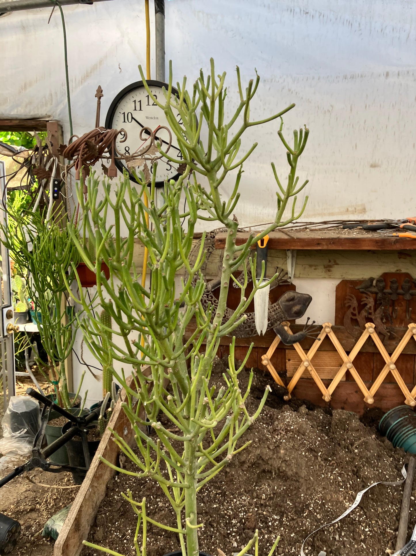 Euphorbia tirucalli Fire Stick 37"Tall 12"Wide #32G